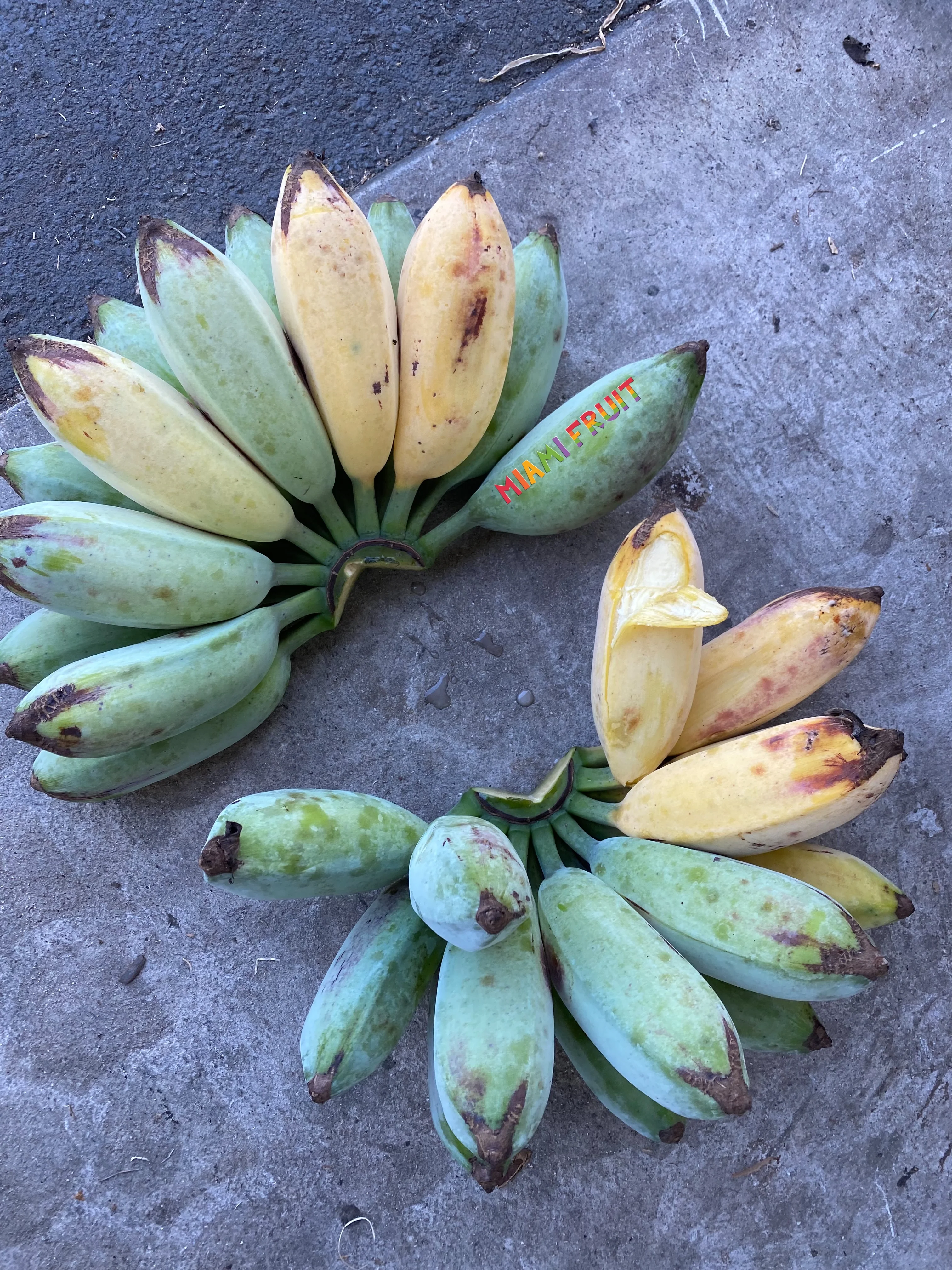 Blue Java (Ice Cream) Banana *Pre-Order* - Image 7
