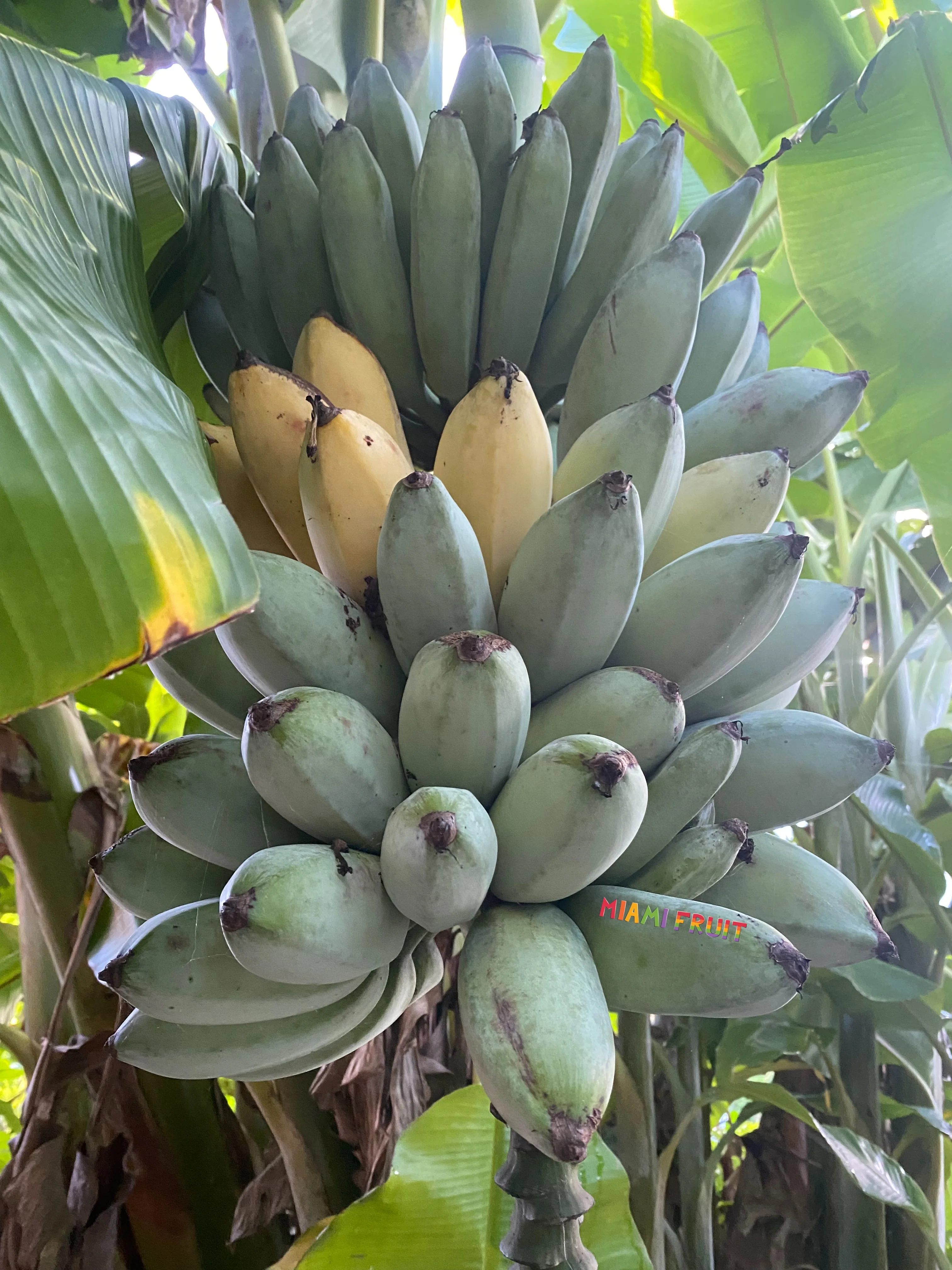 Blue Java (Ice Cream) Banana *Pre-Order* - Image 8