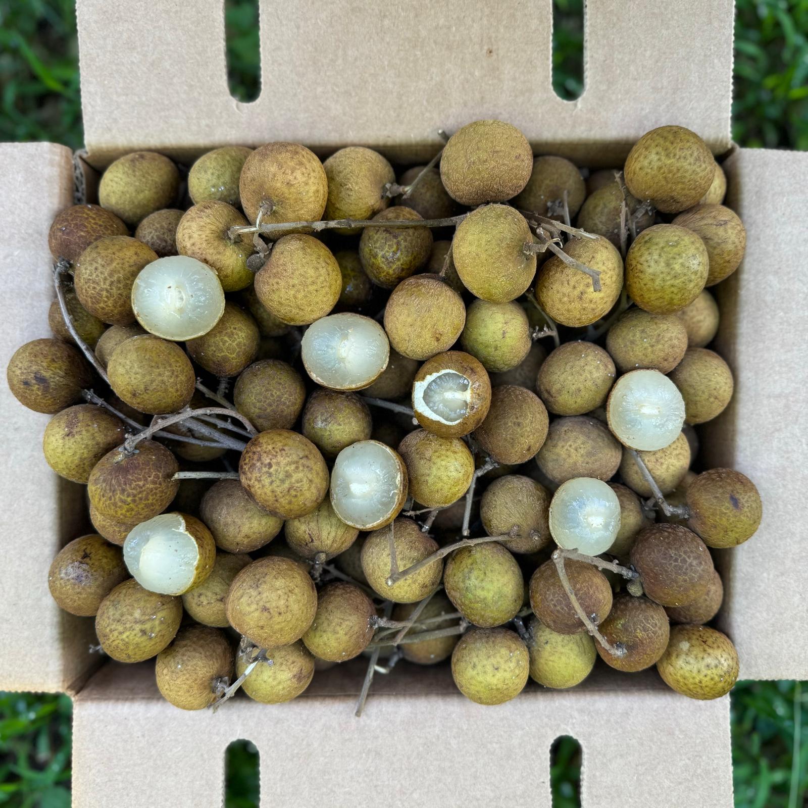 Biew Kiew (BQ) Longan *Pre-Order* - Image 2