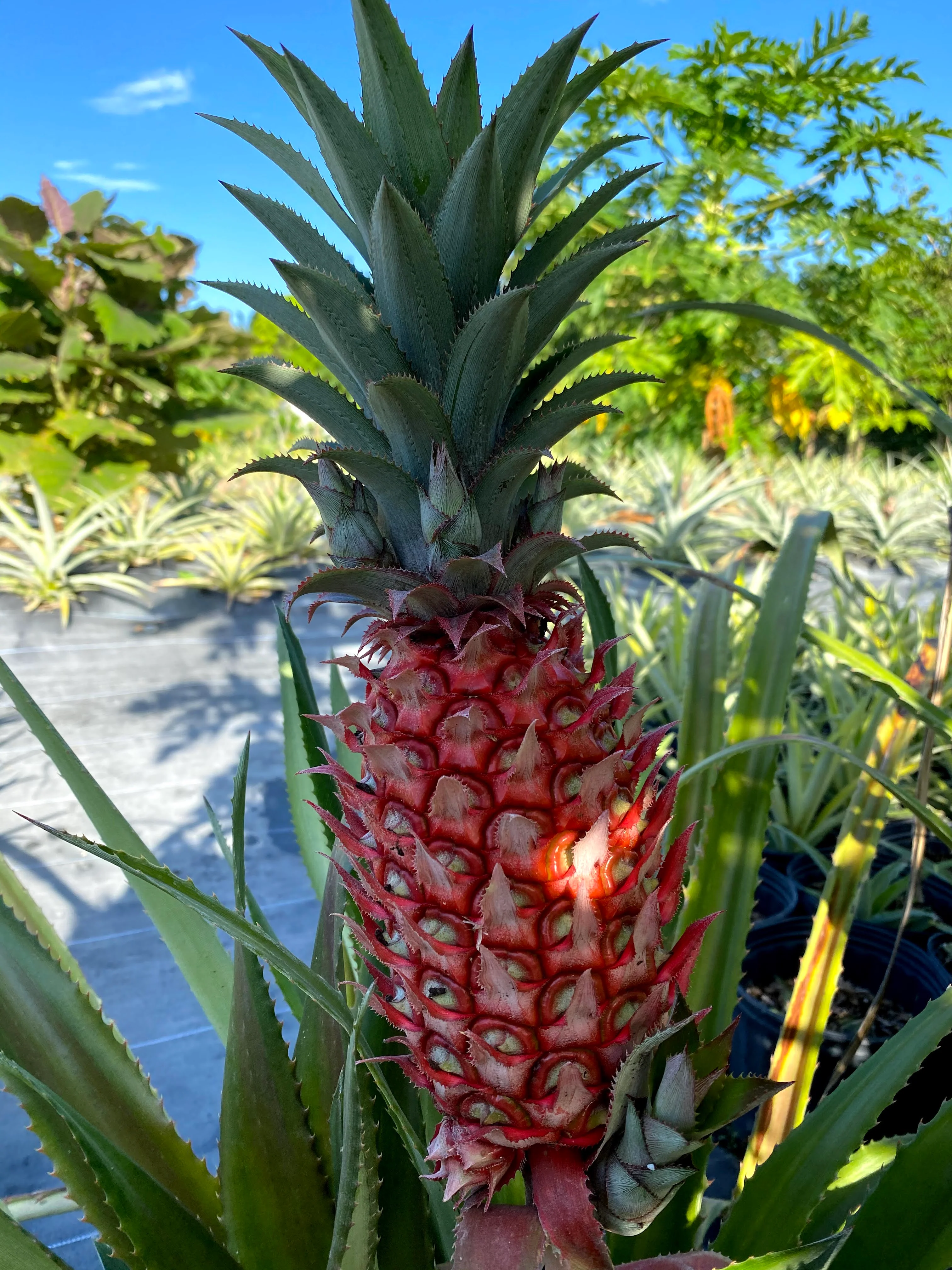 Red Pineapple Plant - Image 17