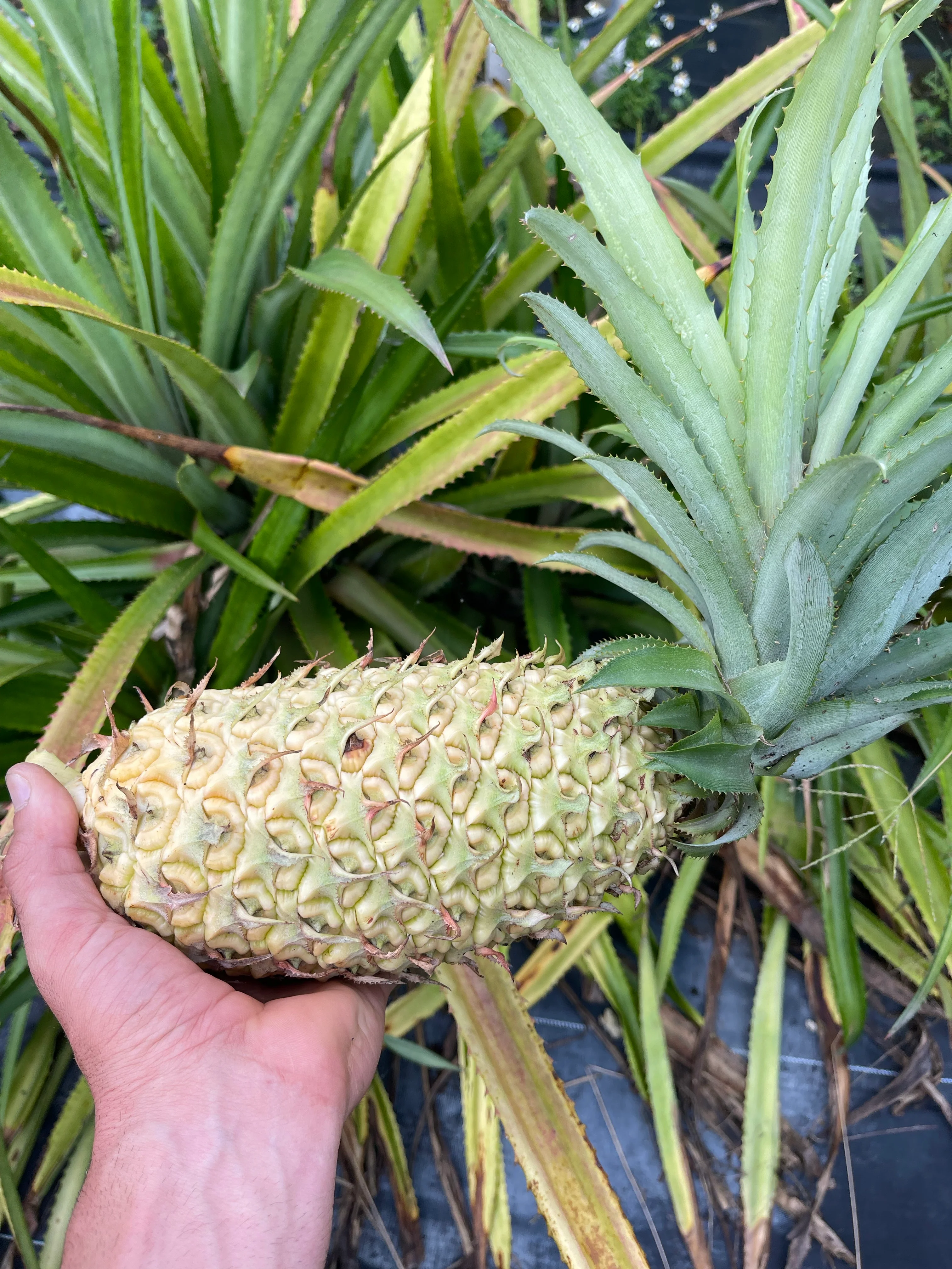 Red Pineapple Plant - Image 6