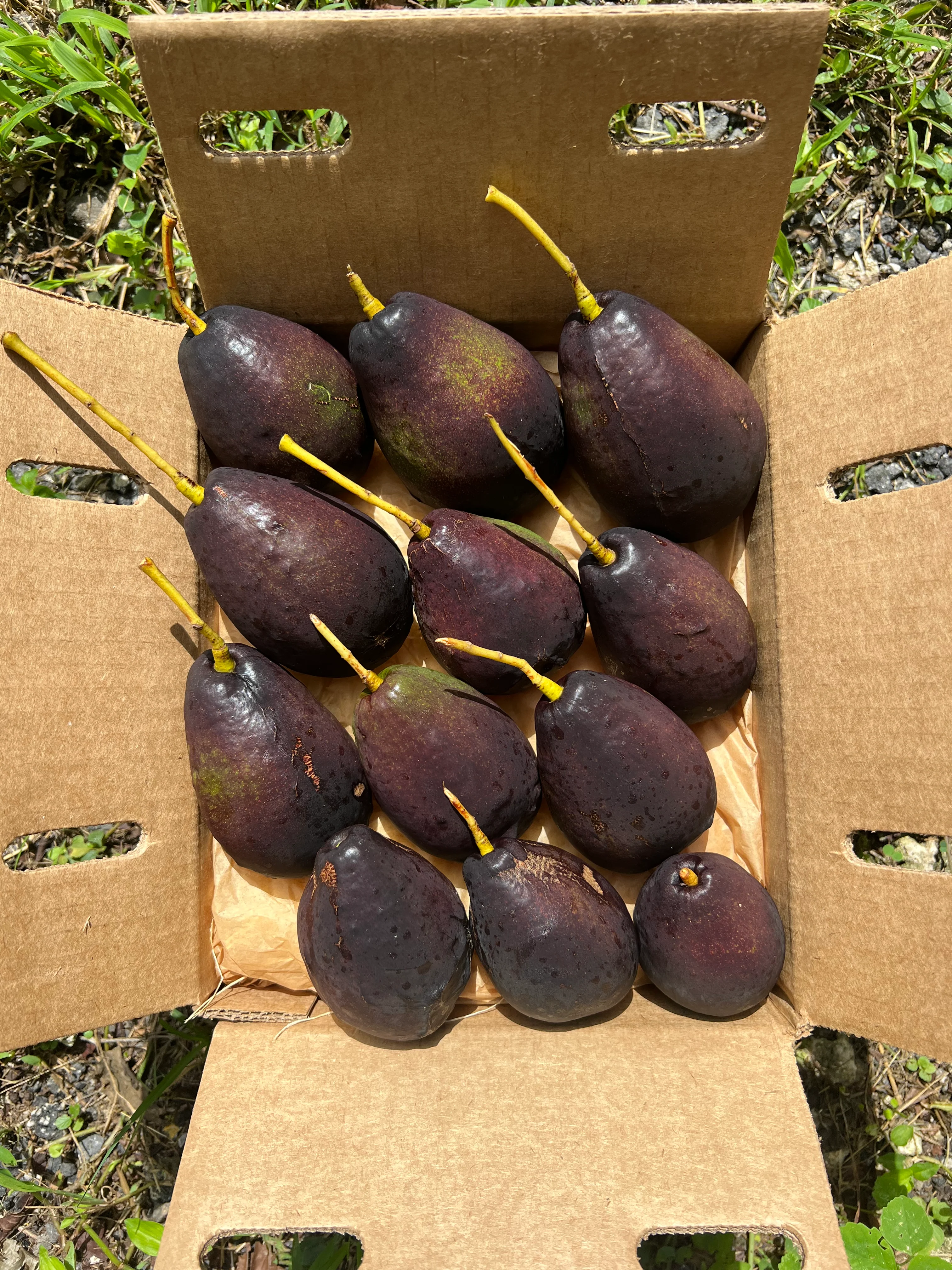 Brogden Avocado - Image 12