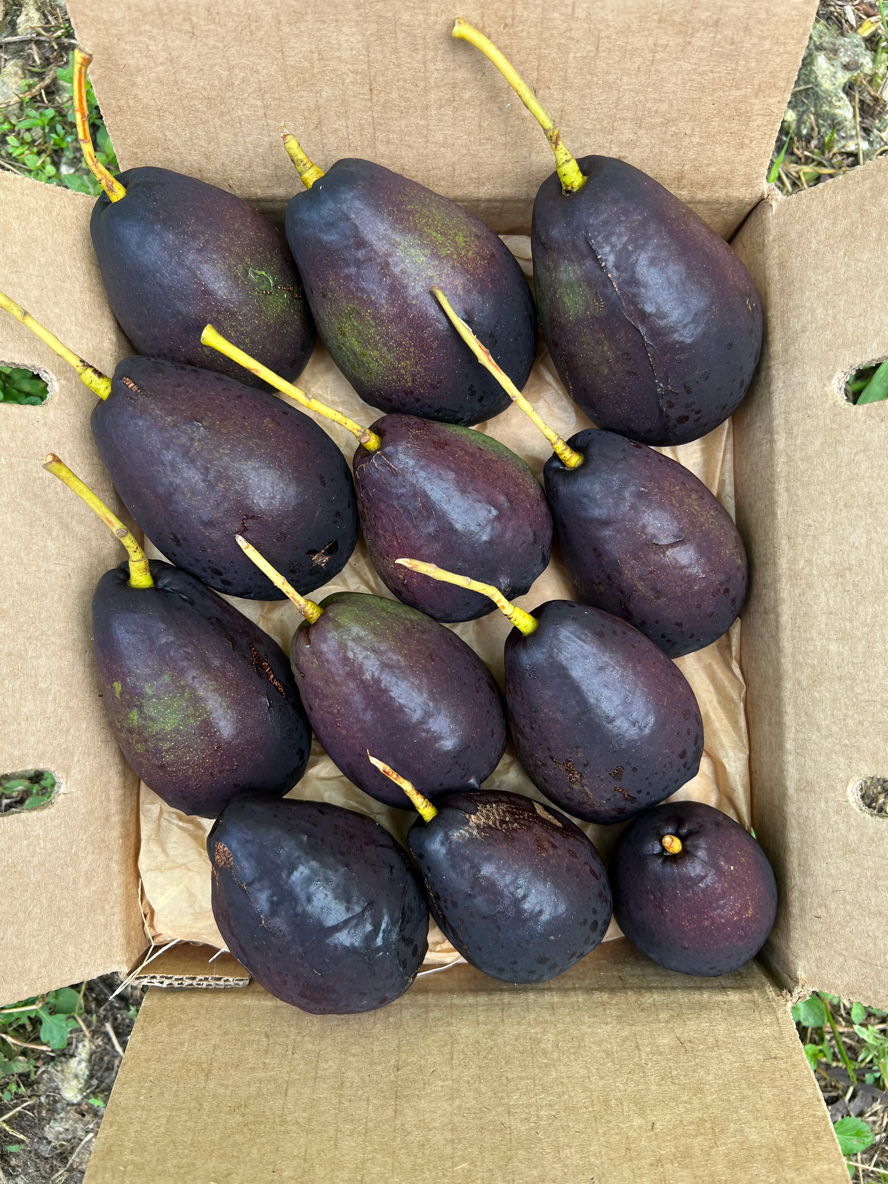 Brogden Avocado - Image 7