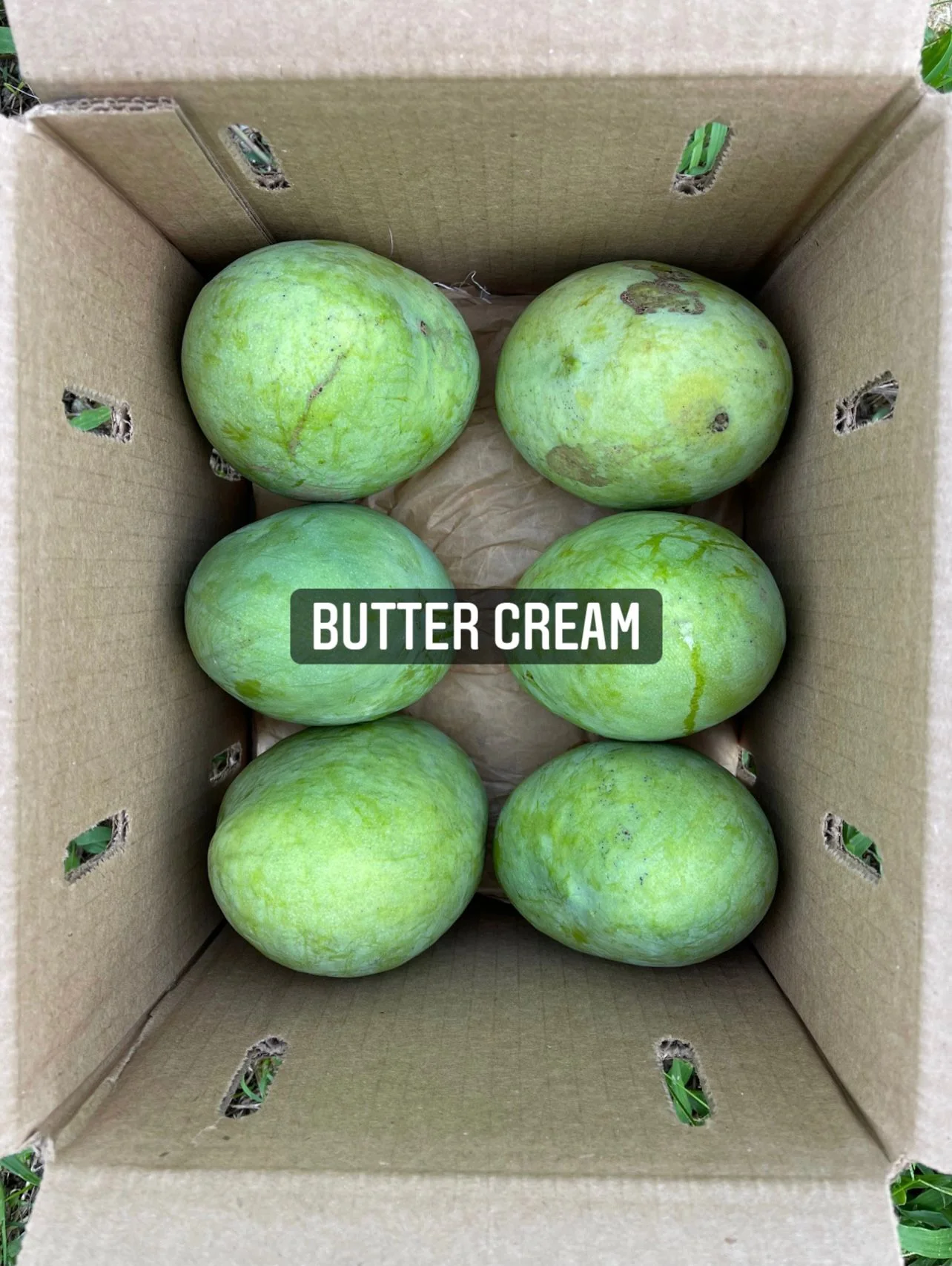 Buttercream Mango *Pre-Order* - Image 3