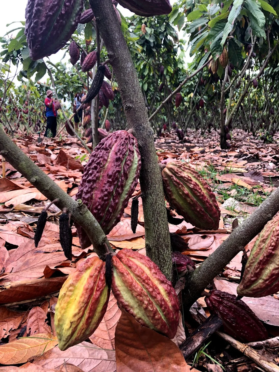 Cacao (Chocolate) - Image 10