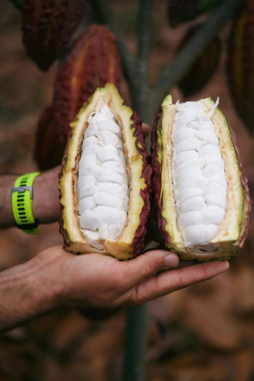 Cacao (Chocolate) - Image 11