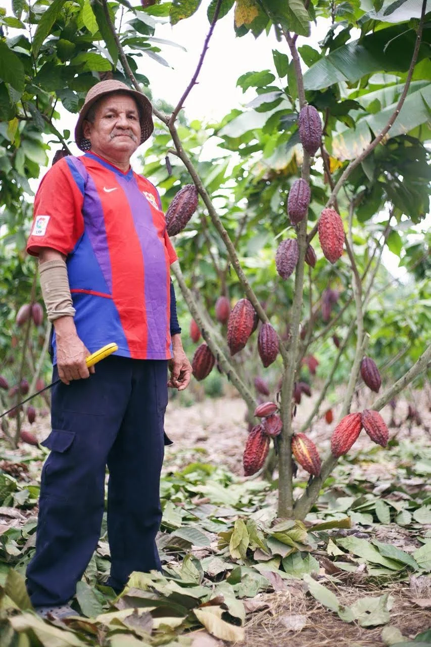 Cacao (Chocolate) - Image 12