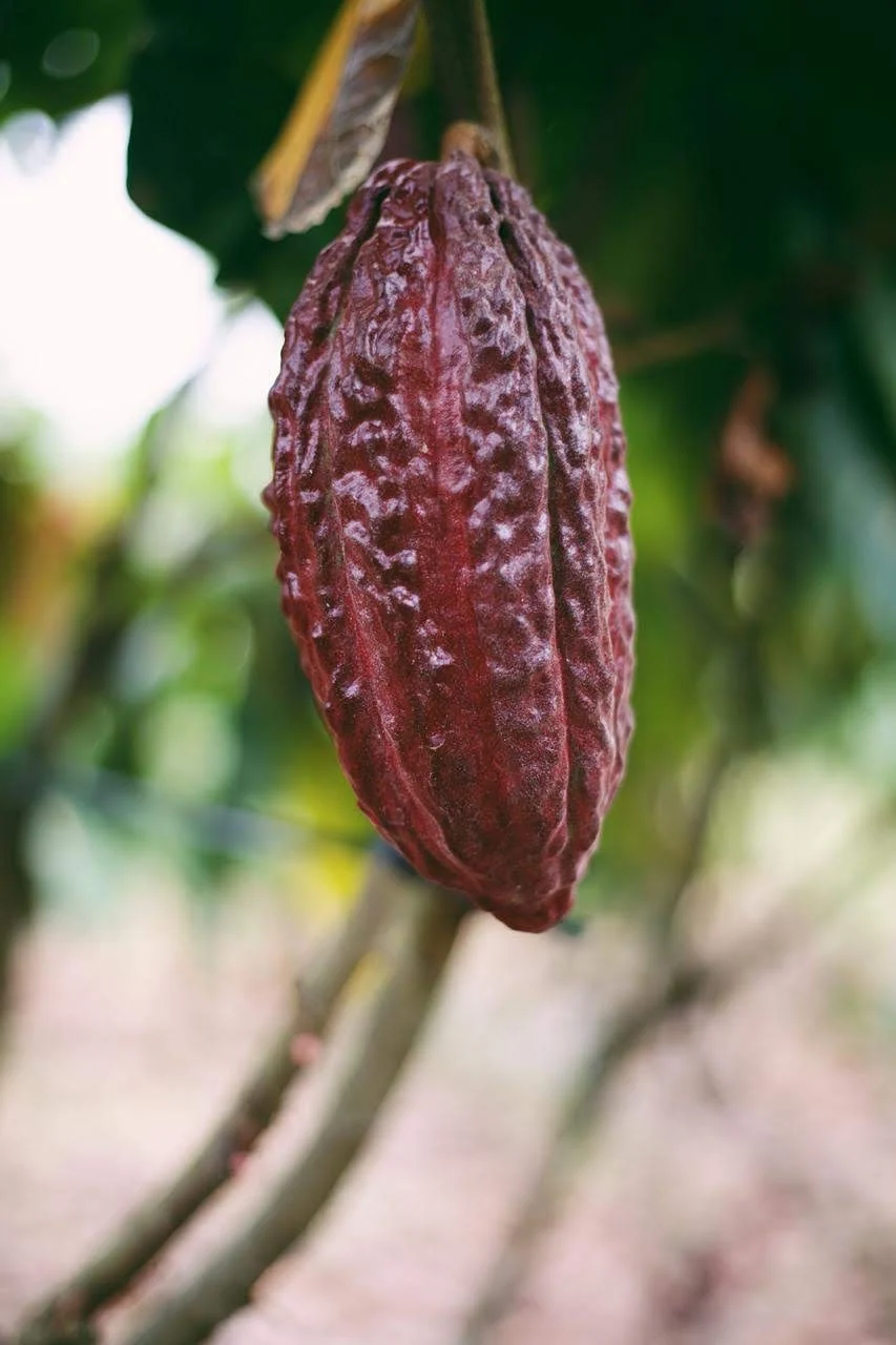 Cacao (Chocolate) - Image 14