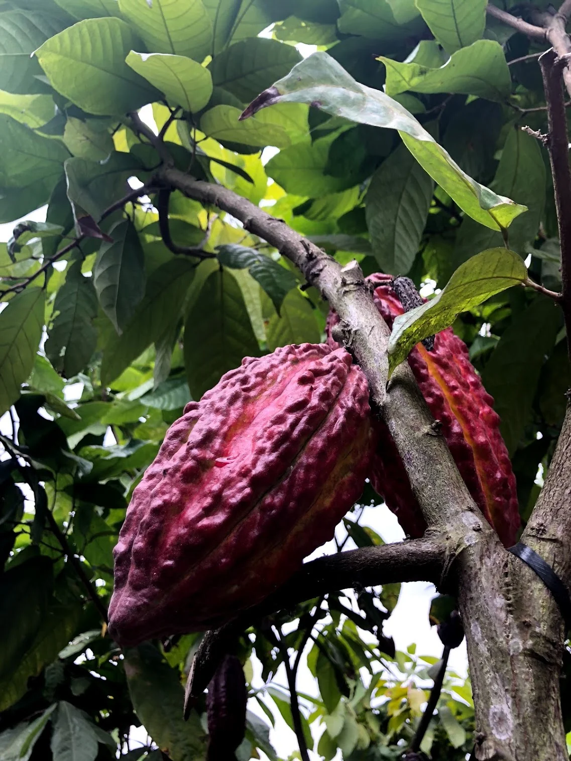 Cacao (Chocolate) - Image 15
