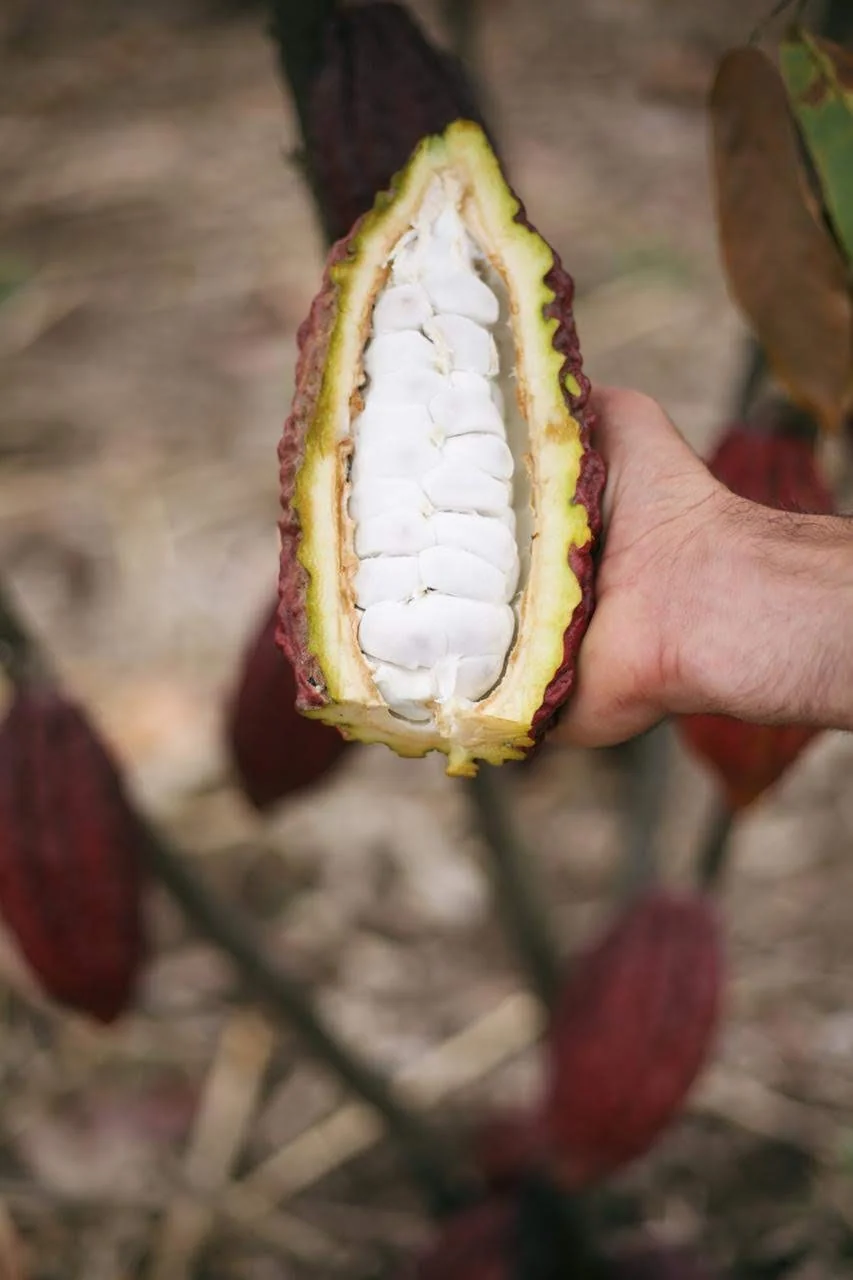 Cacao (Chocolate) - Image 16
