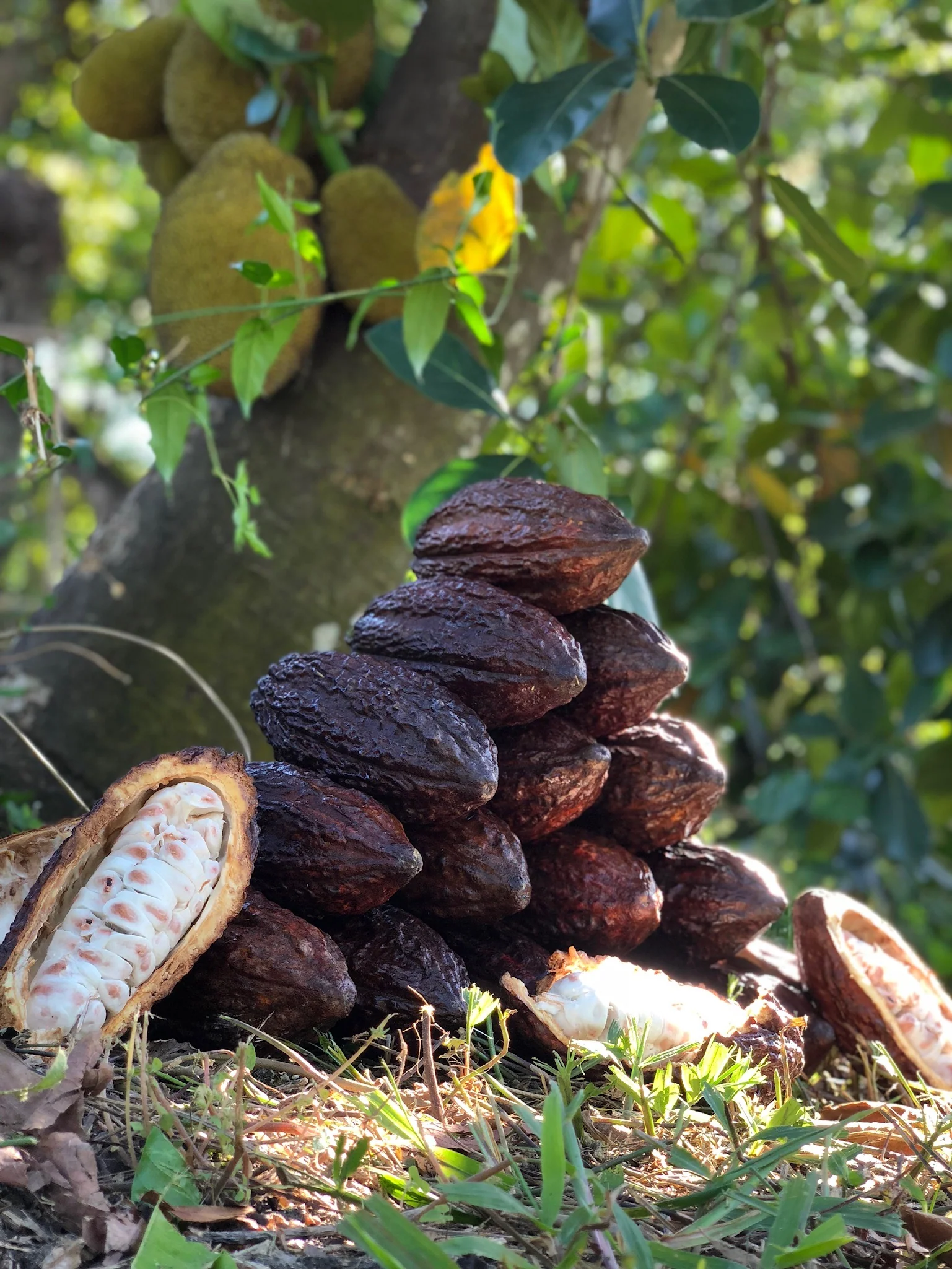 Cacao (Chocolate) - Image 17