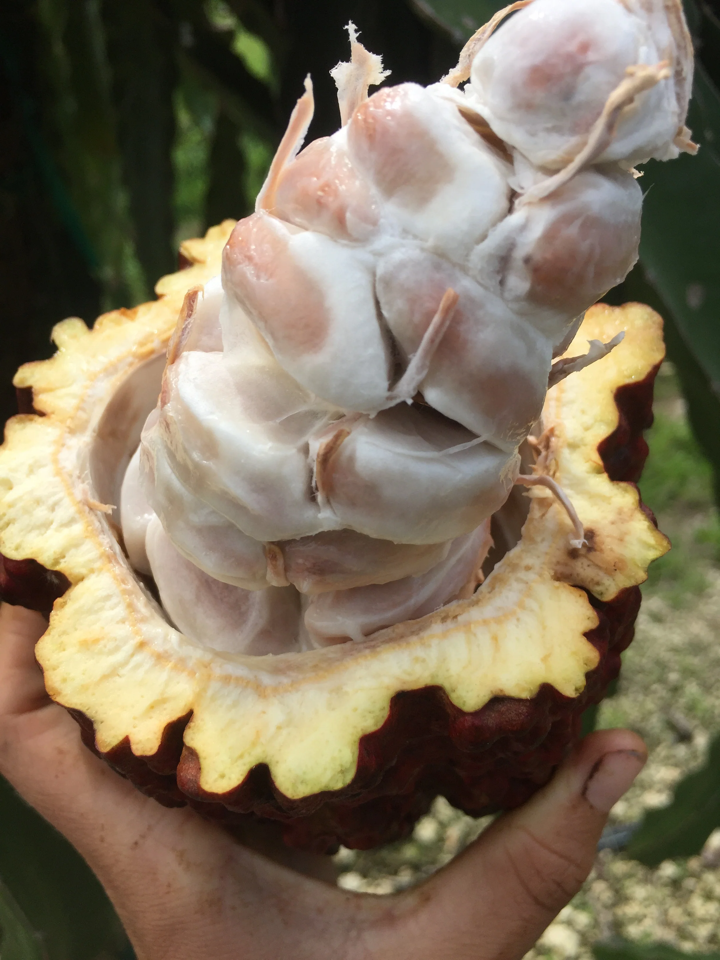 Cacao (Chocolate) - Image 18