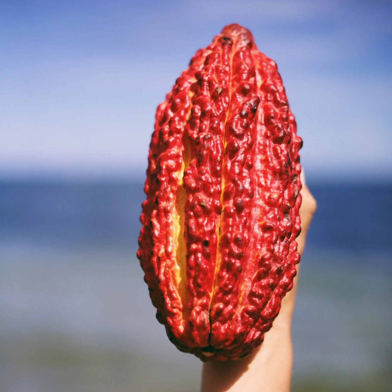 Cacao (Chocolate) - Image 19