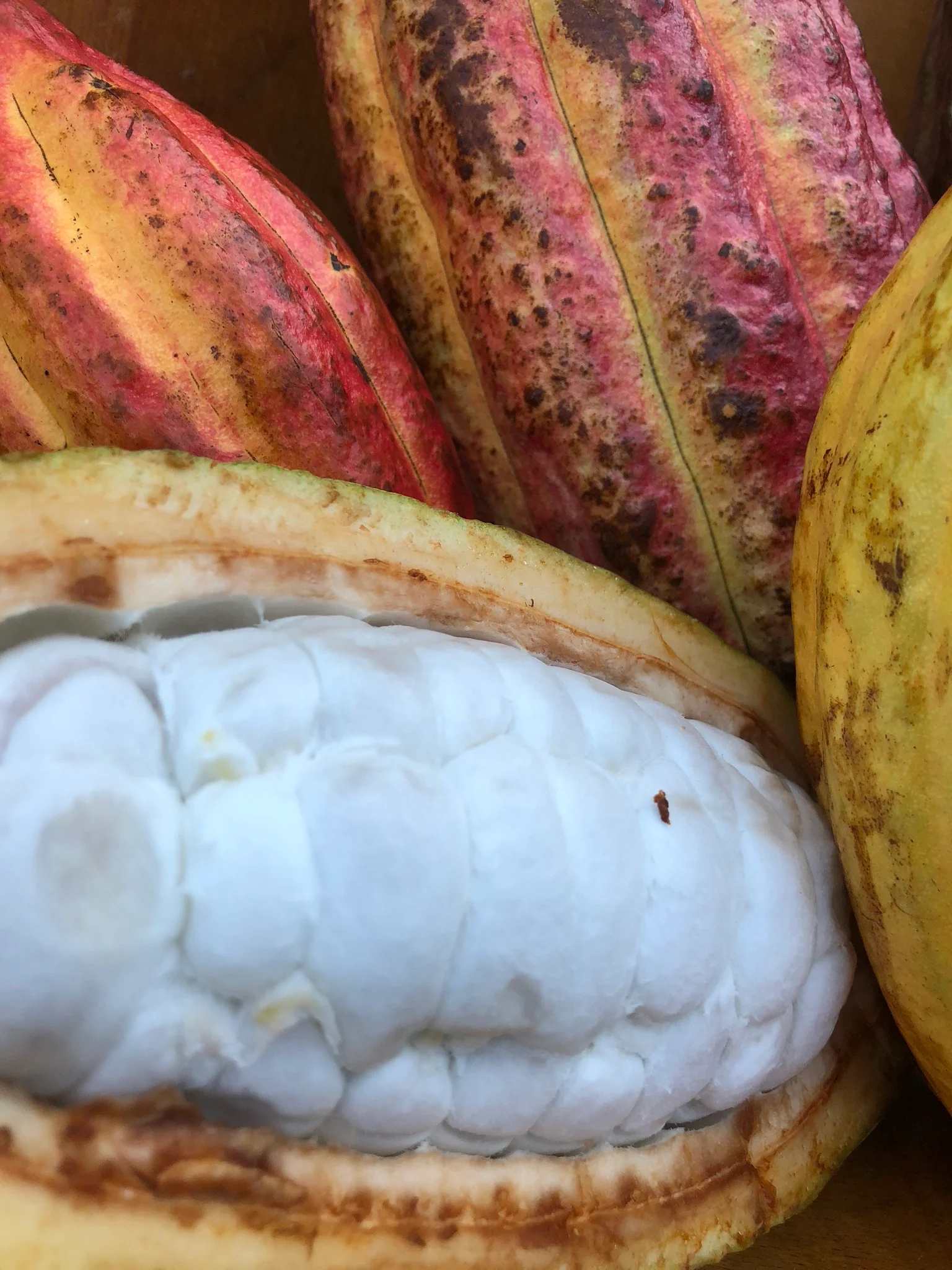 Cacao (Chocolate) - Image 21