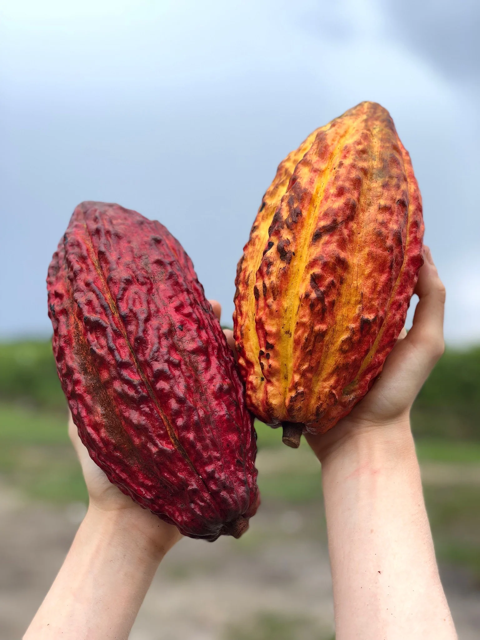 Cacao (Chocolate) - Image 22