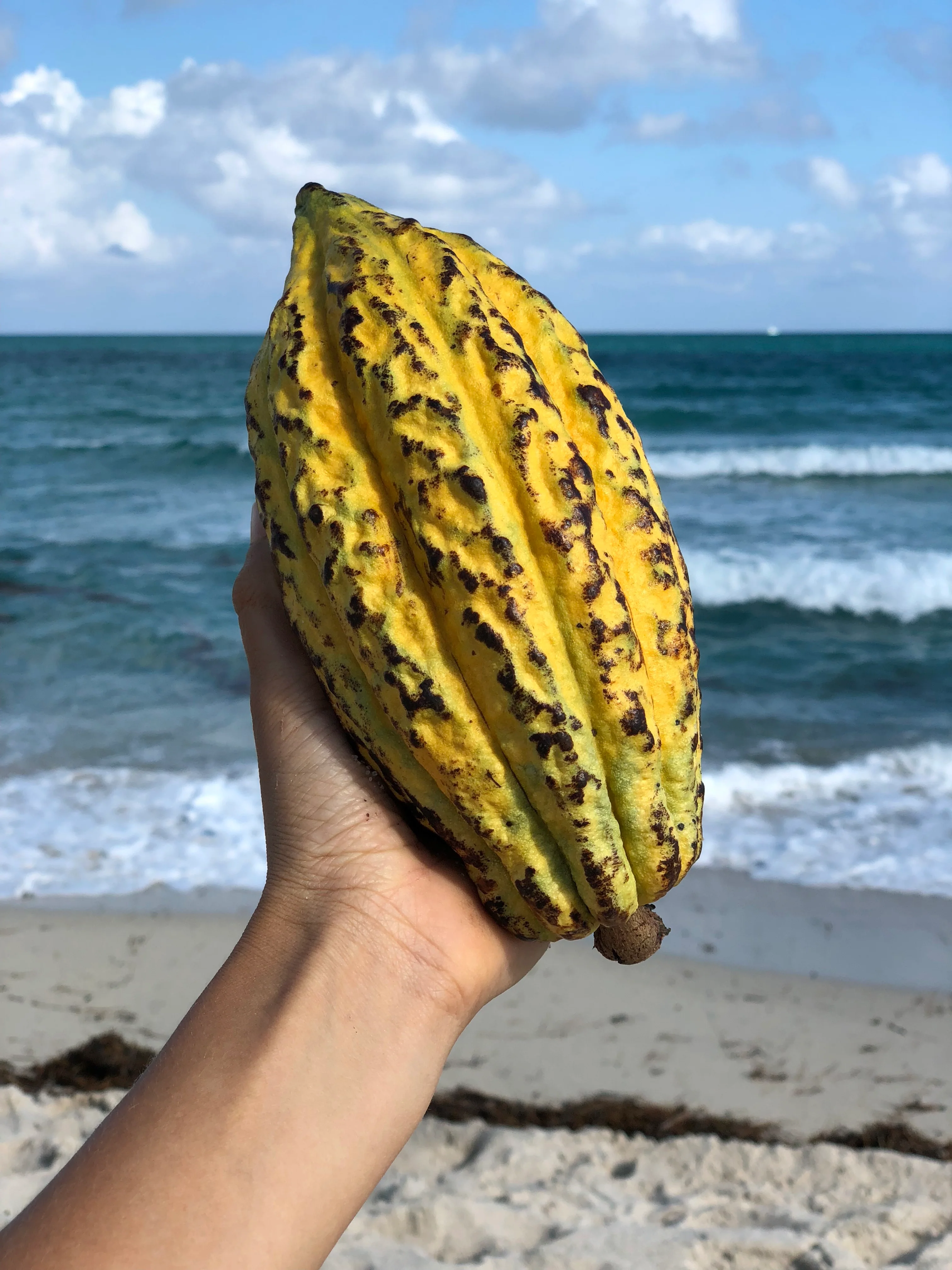 Cacao (Chocolate) - Image 23