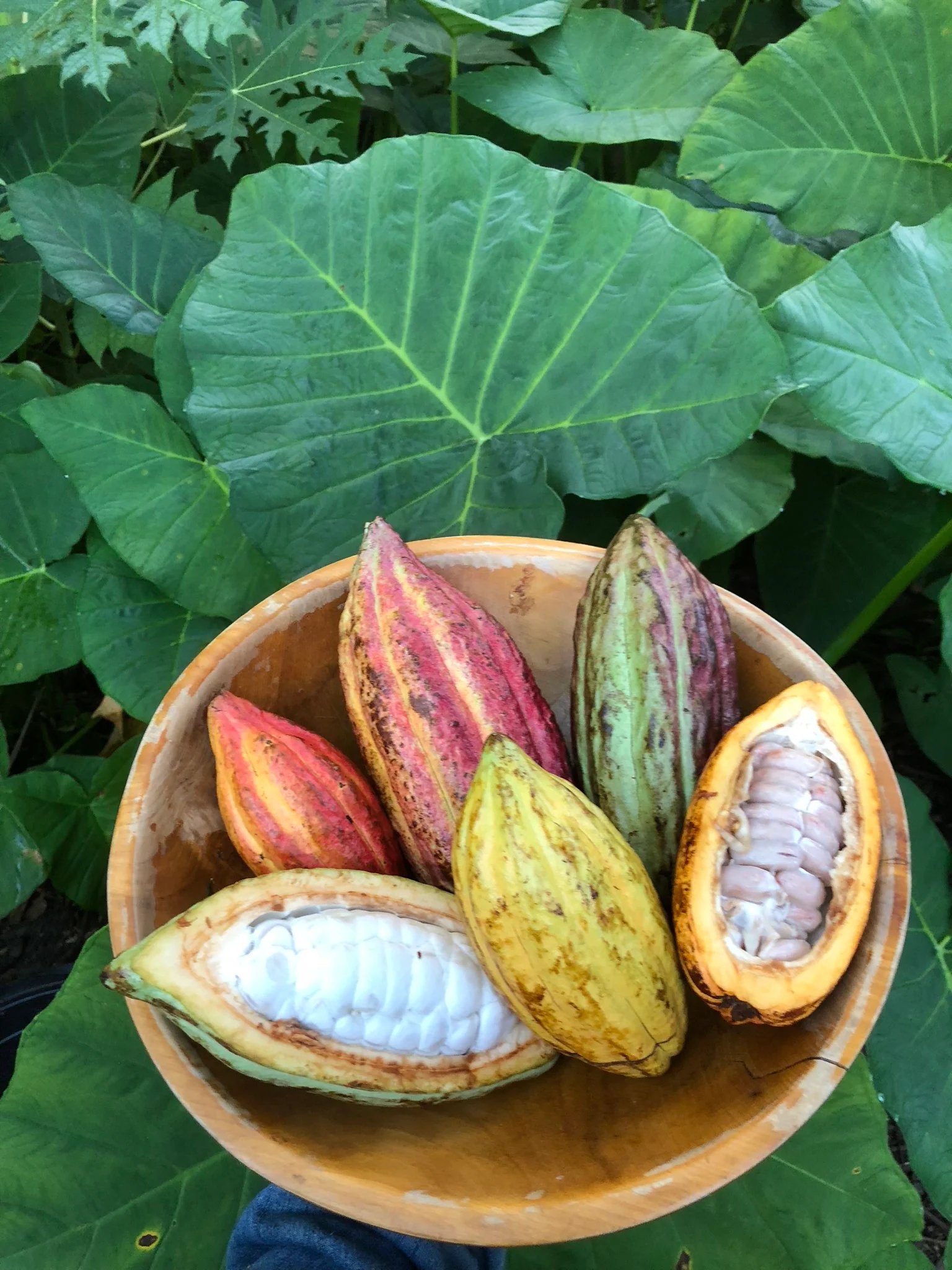Cacao (Chocolate) - Image 25