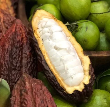 Cacao (Chocolate) - Image 27