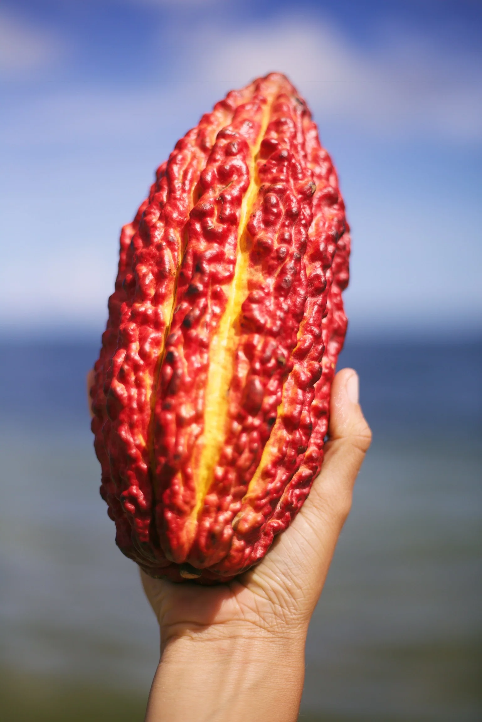 Cacao (Chocolate) - Image 29