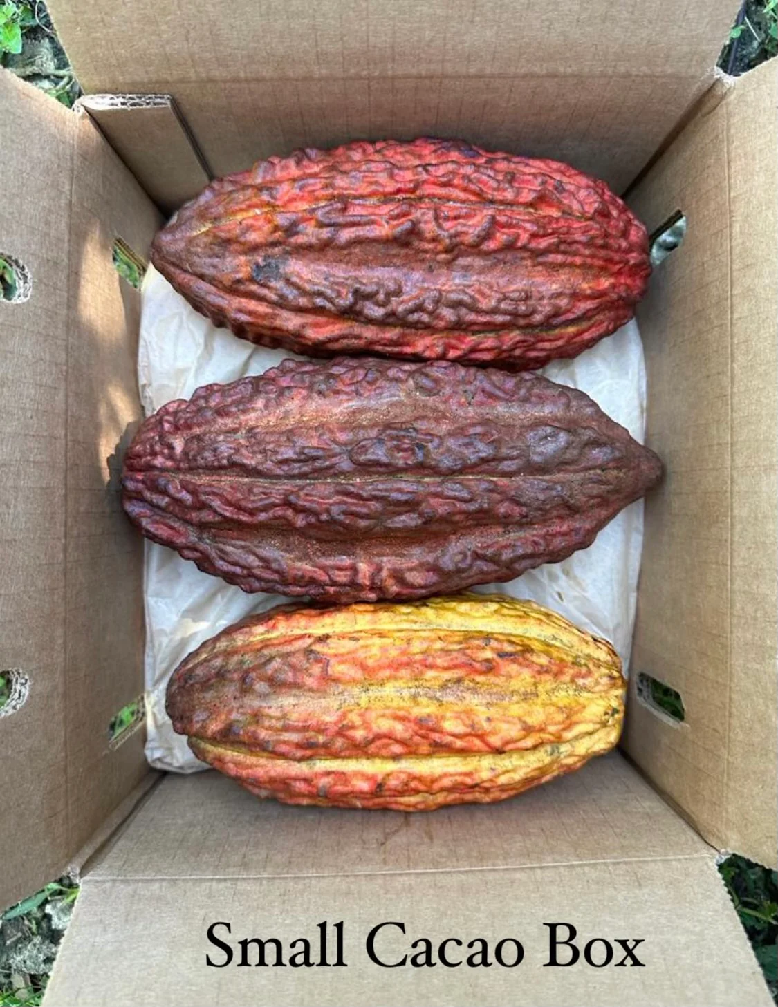 Cacao (Chocolate) - Image 4