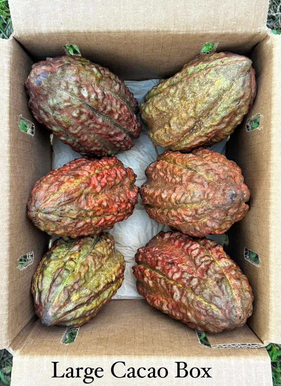 Cacao (Chocolate) - Image 5