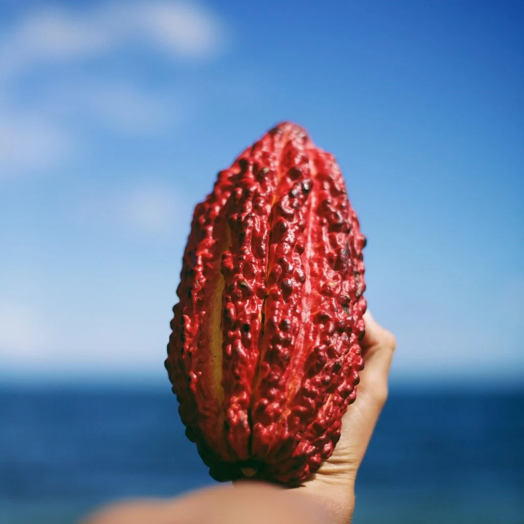 Cacao (Chocolate) - Image 6