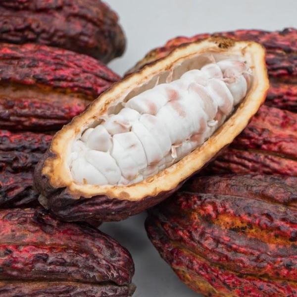 Cacao (Chocolate) - Image 7