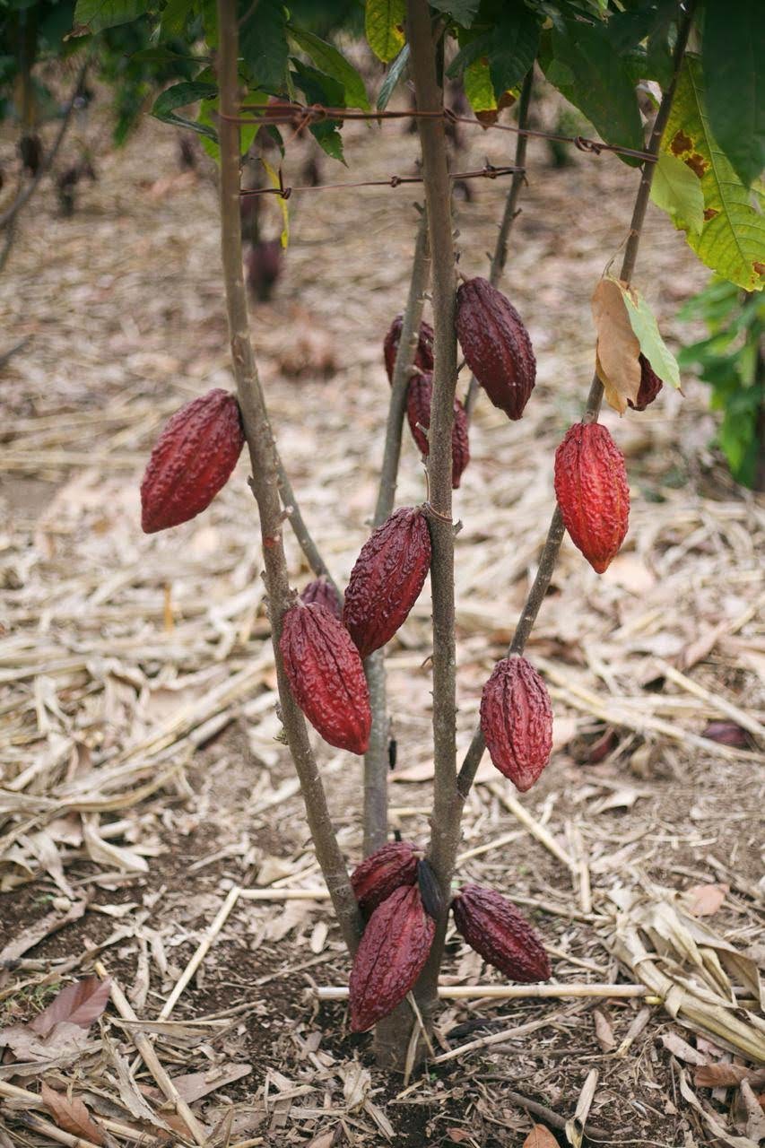 Cacao (Chocolate) - Image 8