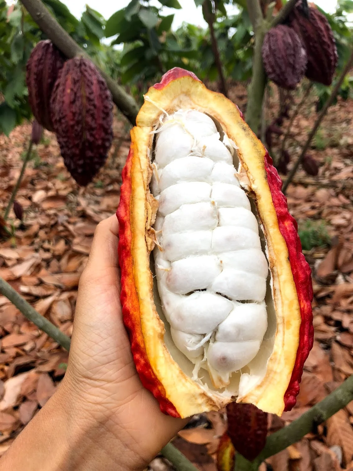 Cacao (Chocolate) - Image 9