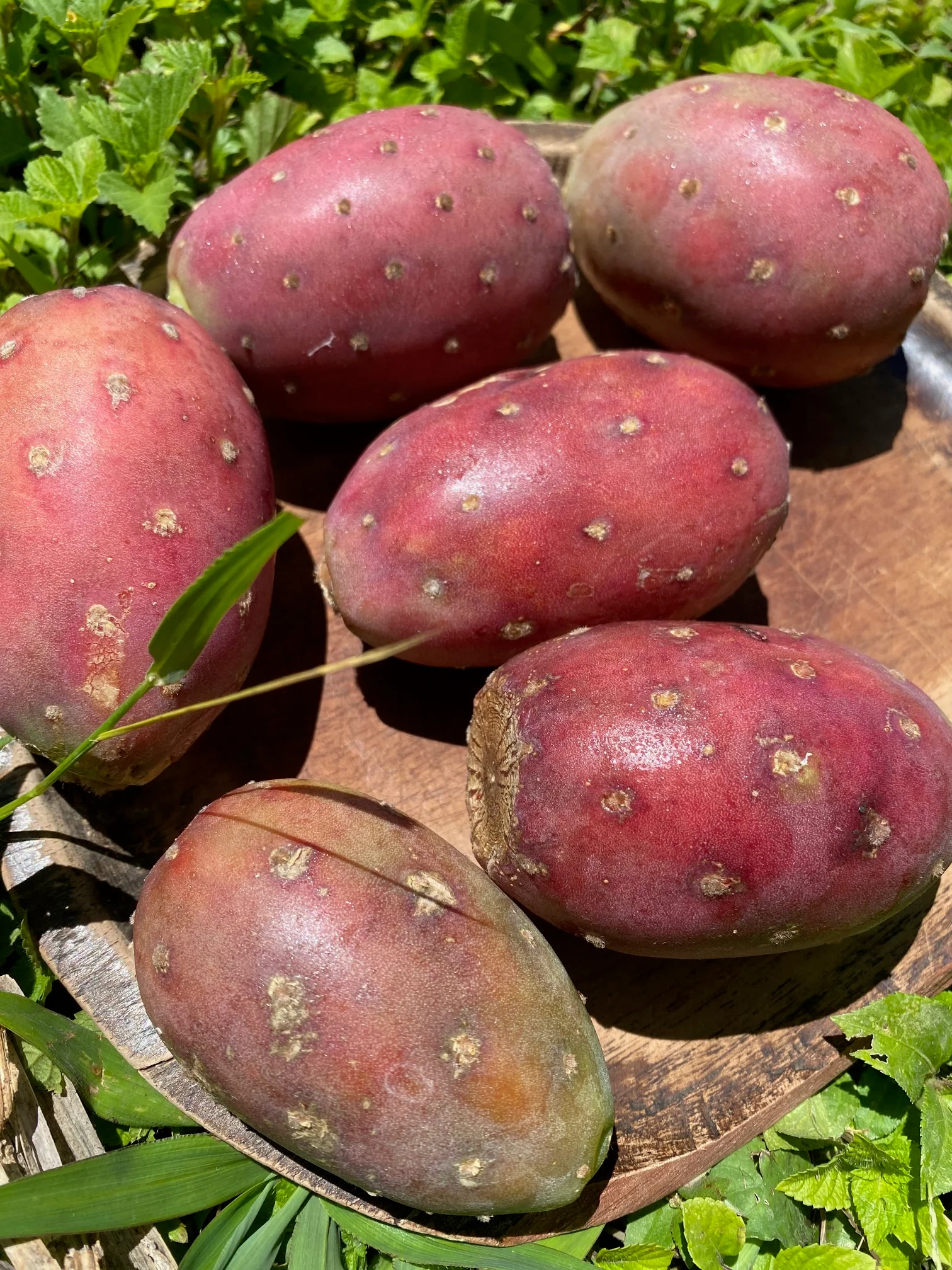 Cactus Fruit (Prickly Pear) - Image 3