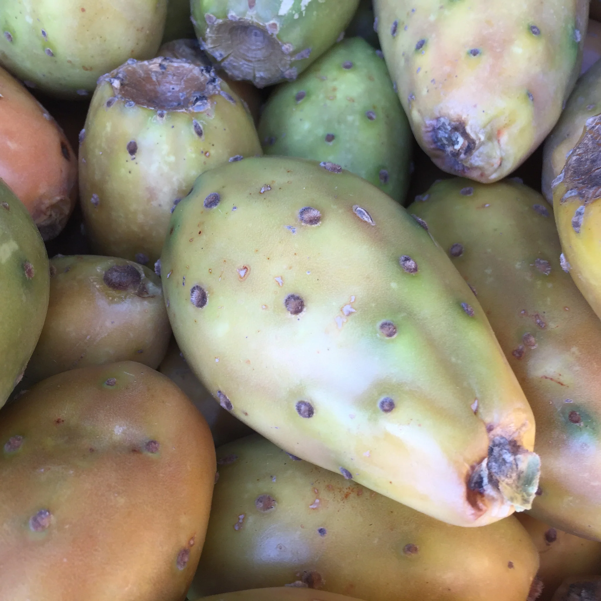 Cactus Fruit (Prickly Pear) - Image 4