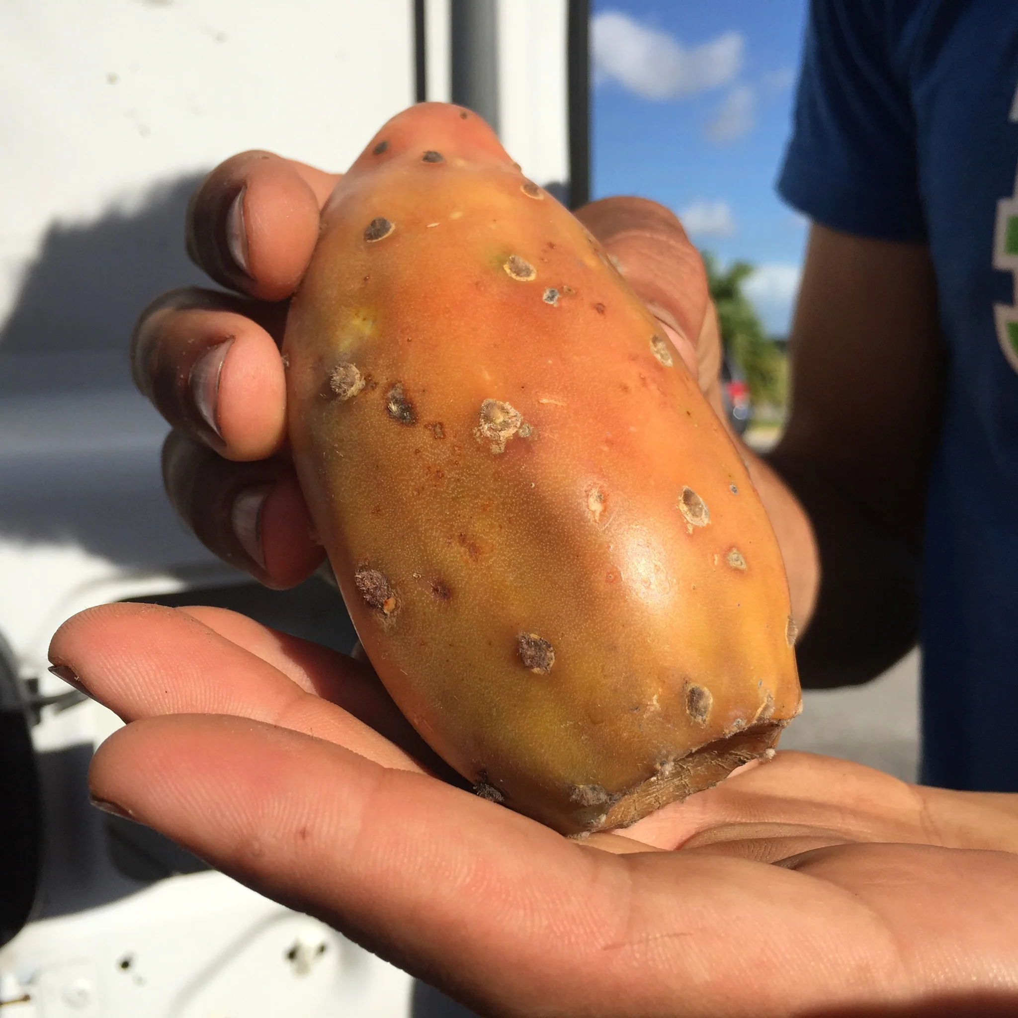 Cactus Fruit (Prickly Pear) - Image 6