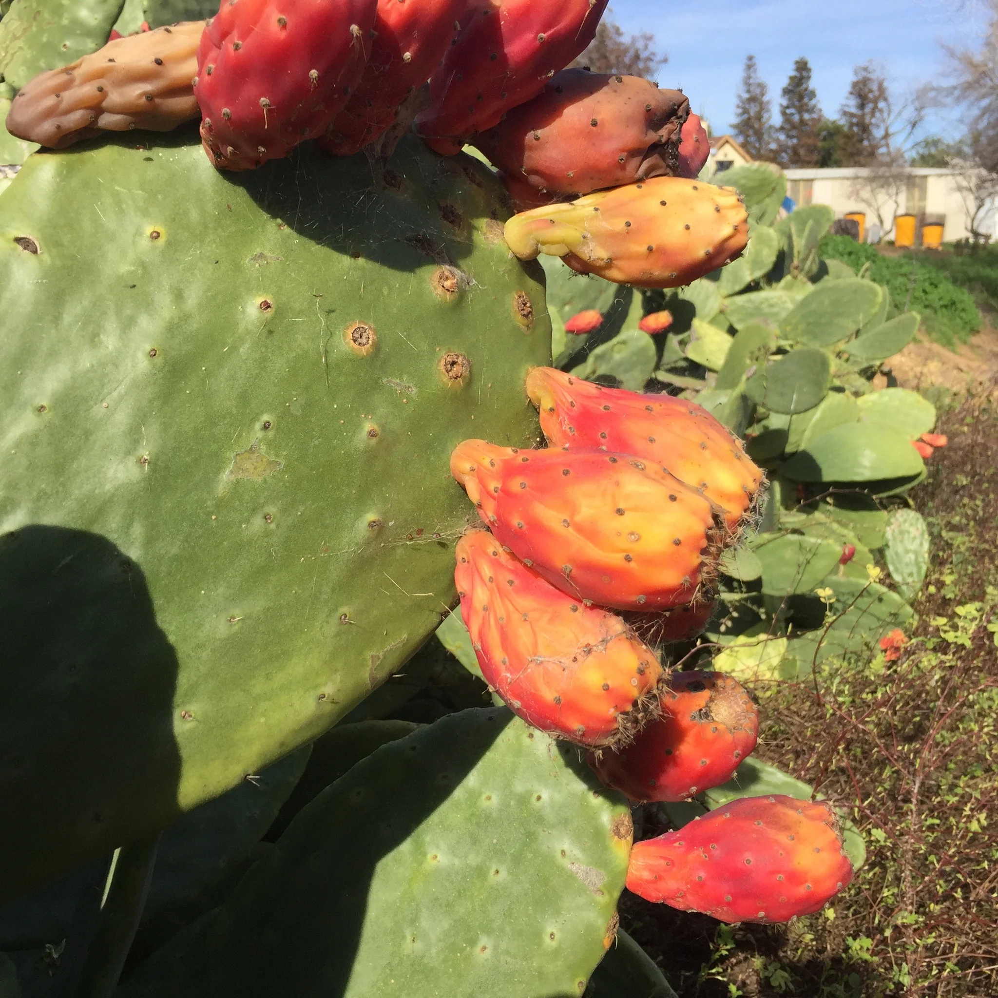 Cactus Fruit (Prickly Pear) - Image 7