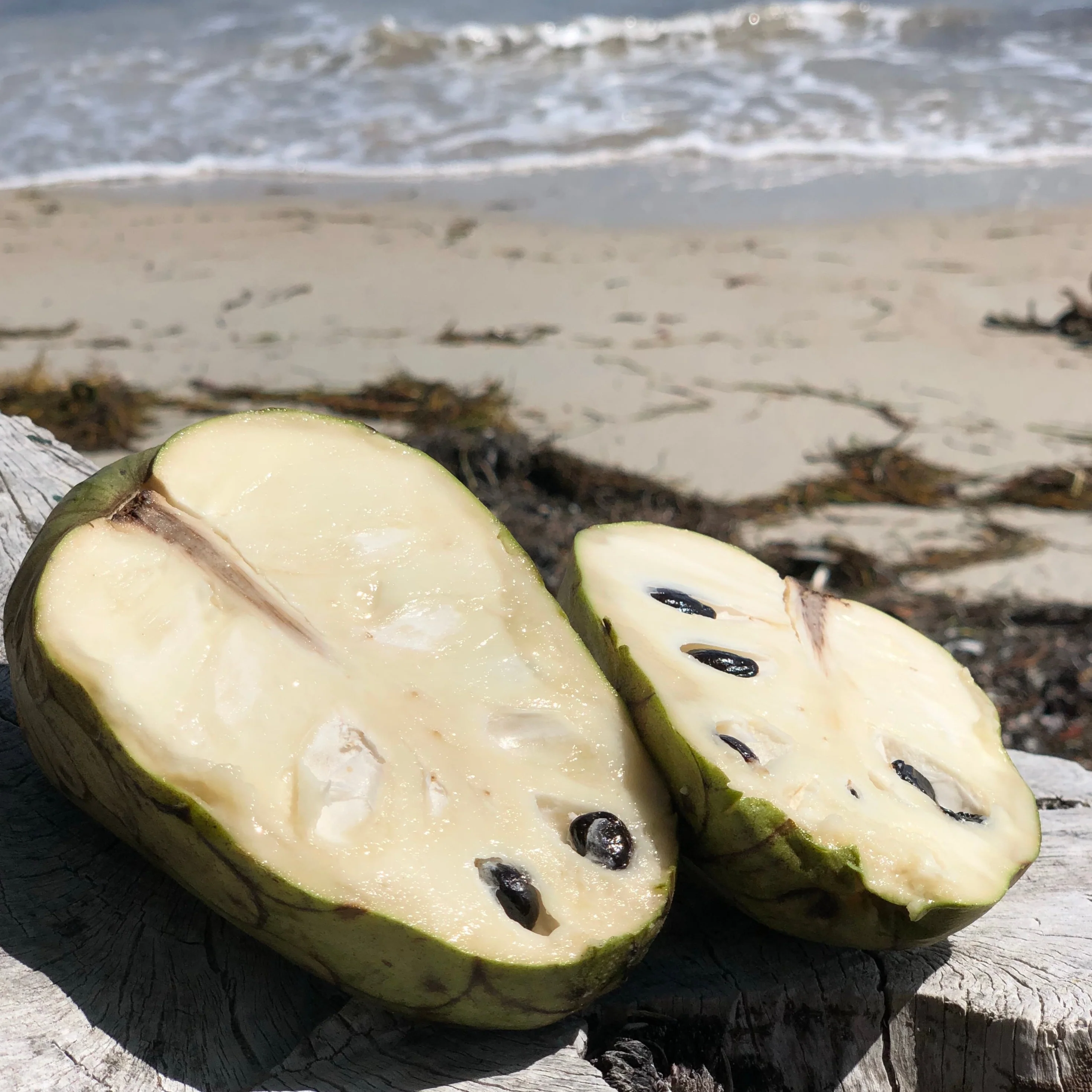 Cherimoya *LIMITED* - Image 9