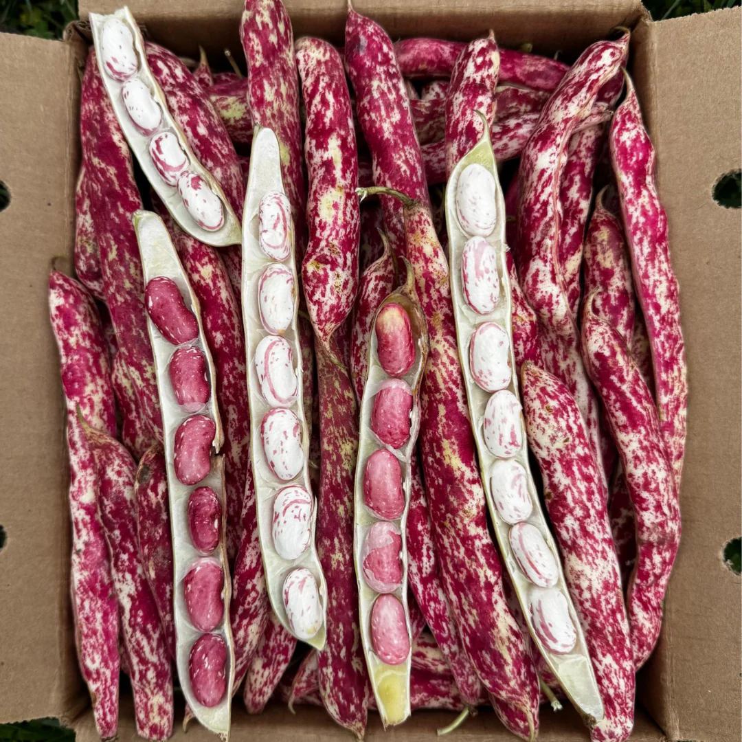 Cranberry Beans *Pre-Order*