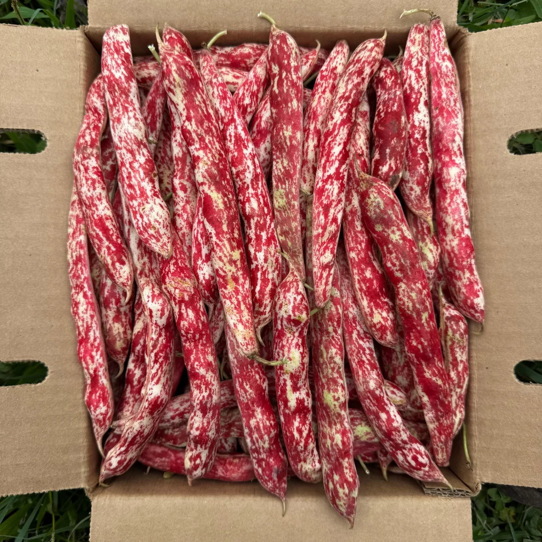 Cranberry Beans *Pre-Order* - Image 2