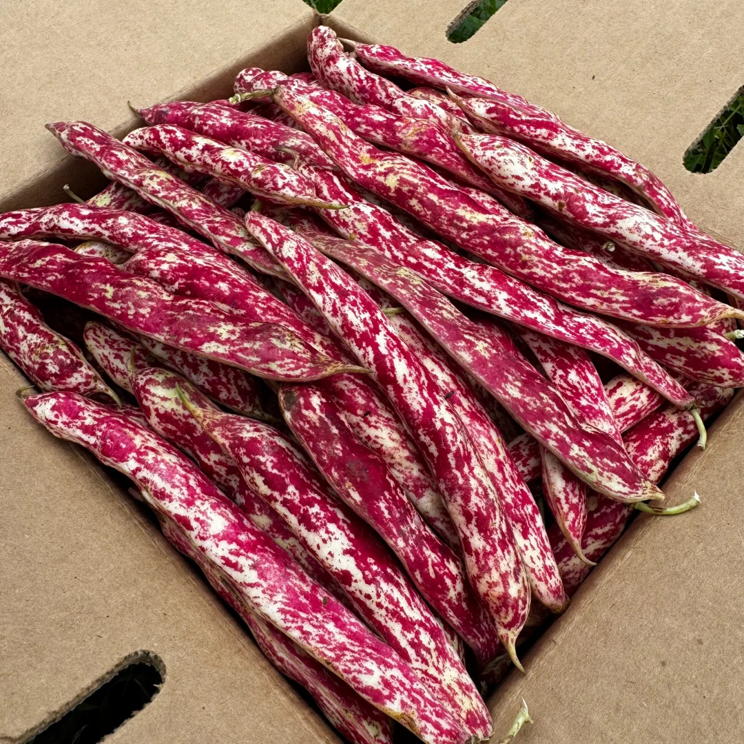 Cranberry Beans *Pre-Order* - Image 3