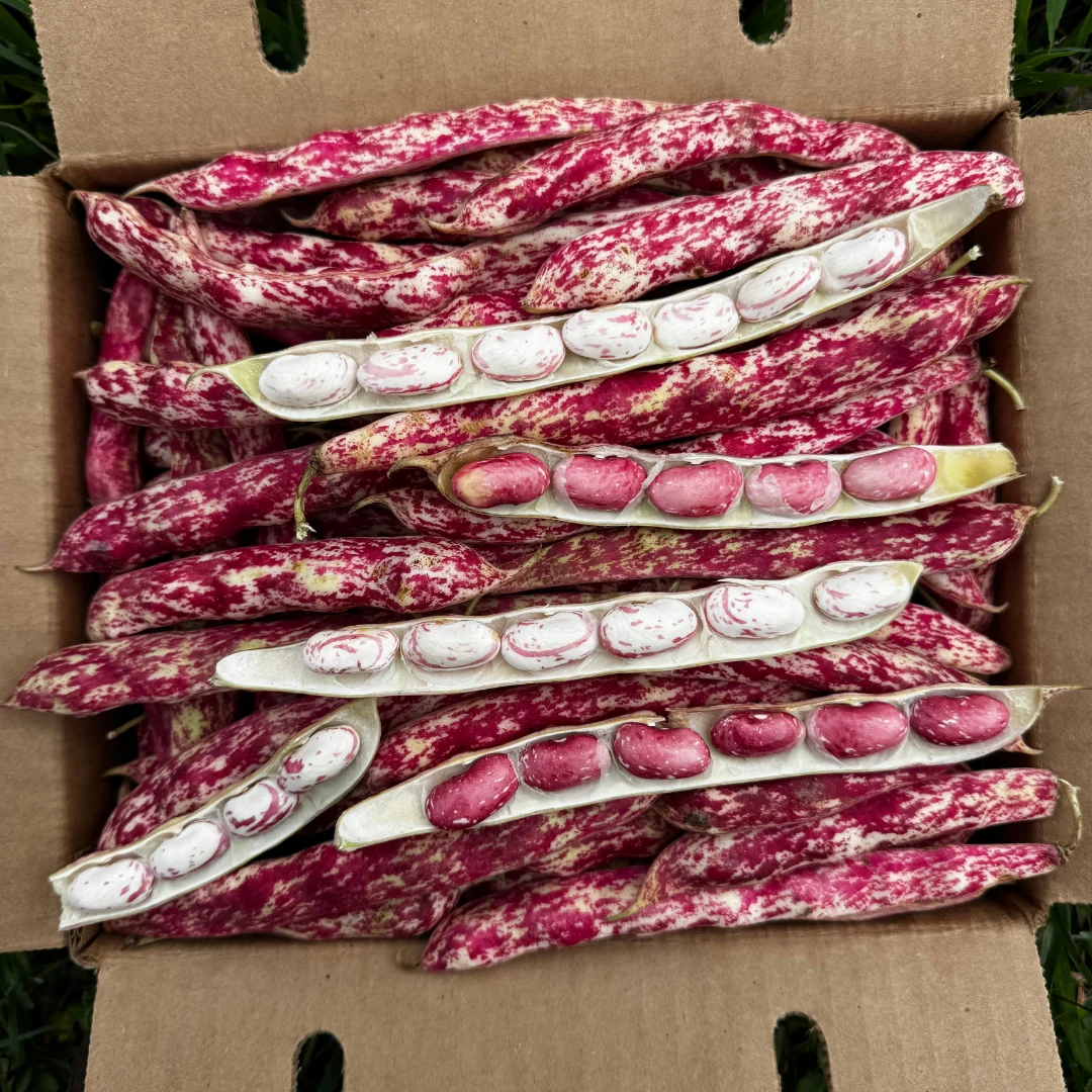 Cranberry Beans *Pre-Order* - Image 4