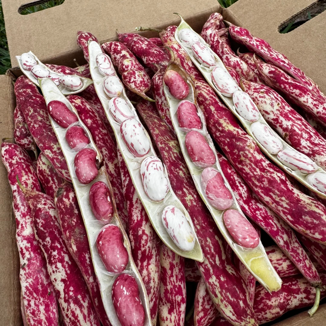 Cranberry Beans *Pre-Order* - Image 5