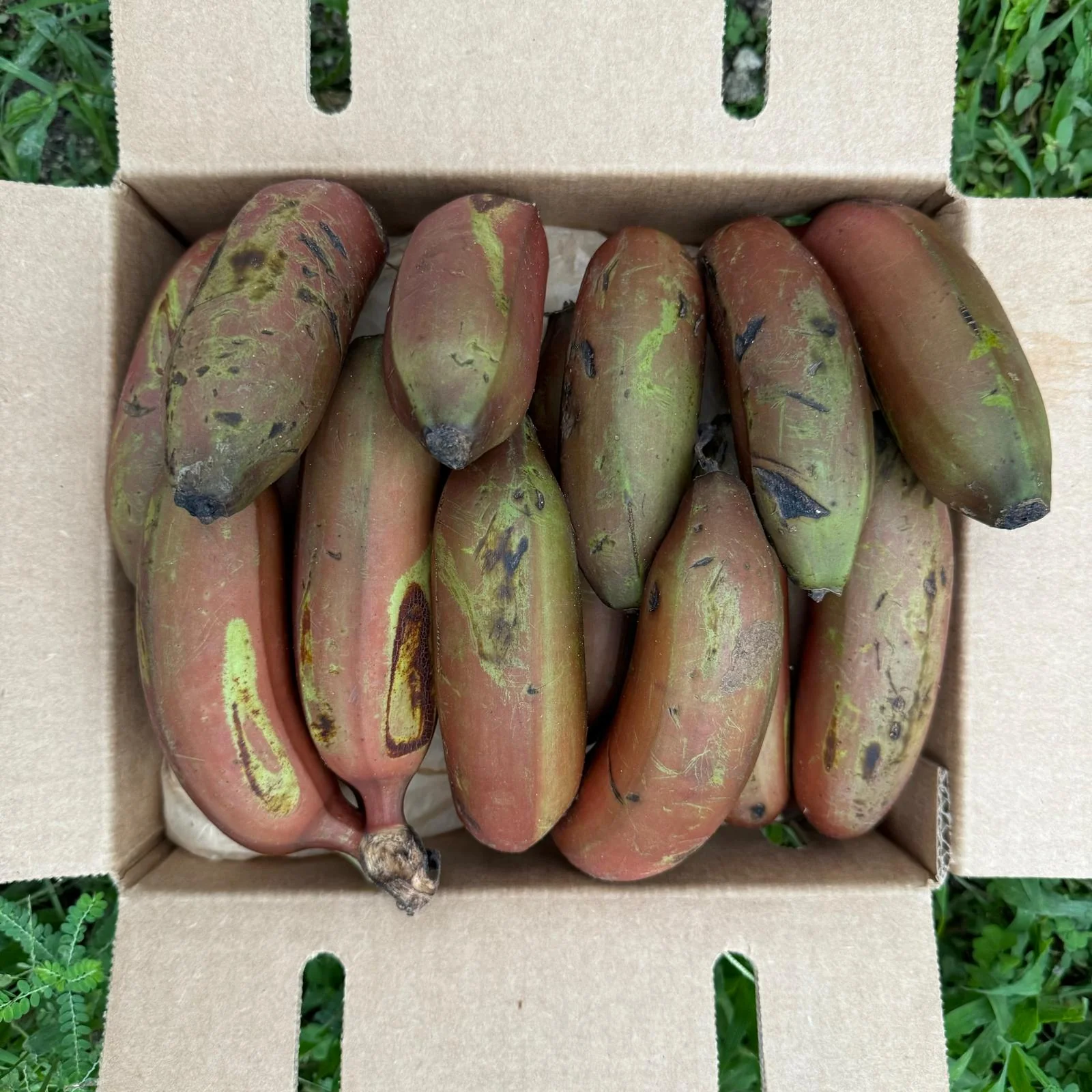 Cuban Red Banana *Pre-Order* - Image 3