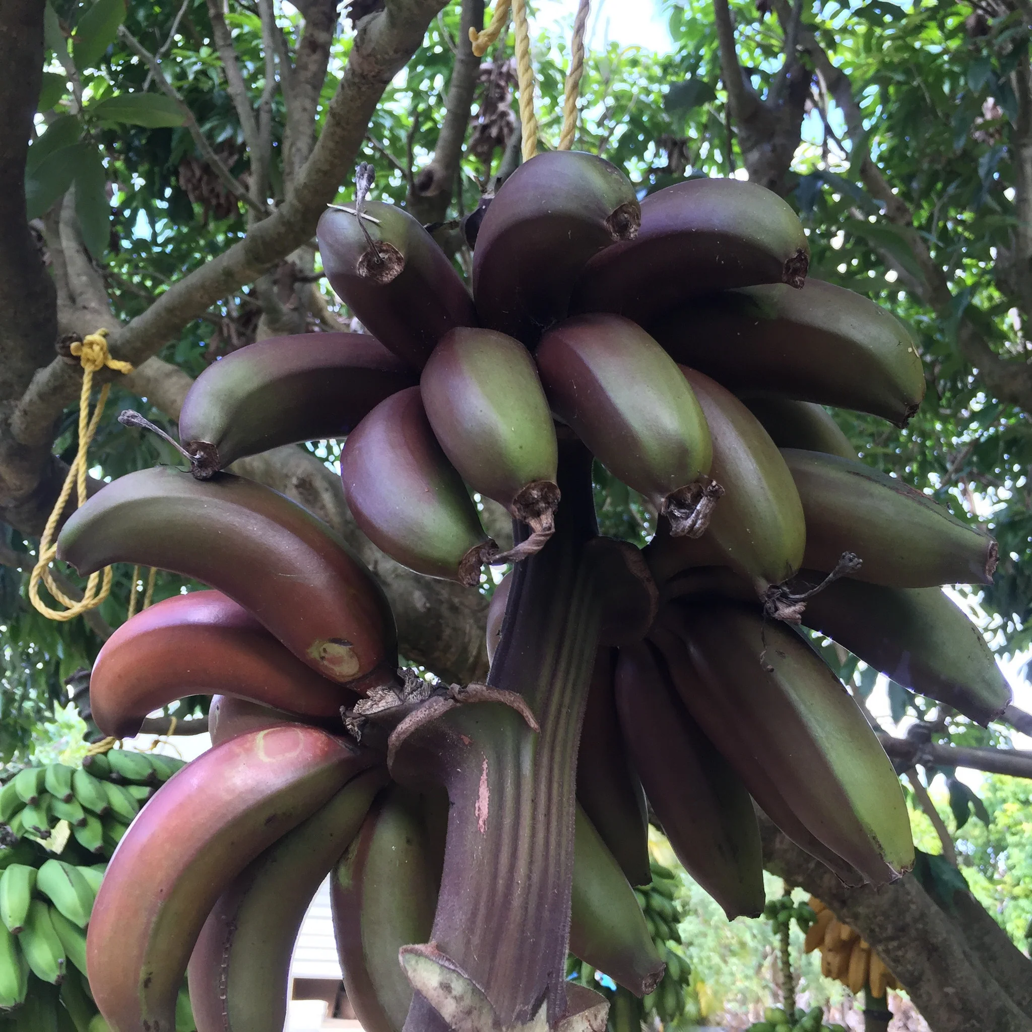 Cuban Red Banana *Pre-Order* - Image 4
