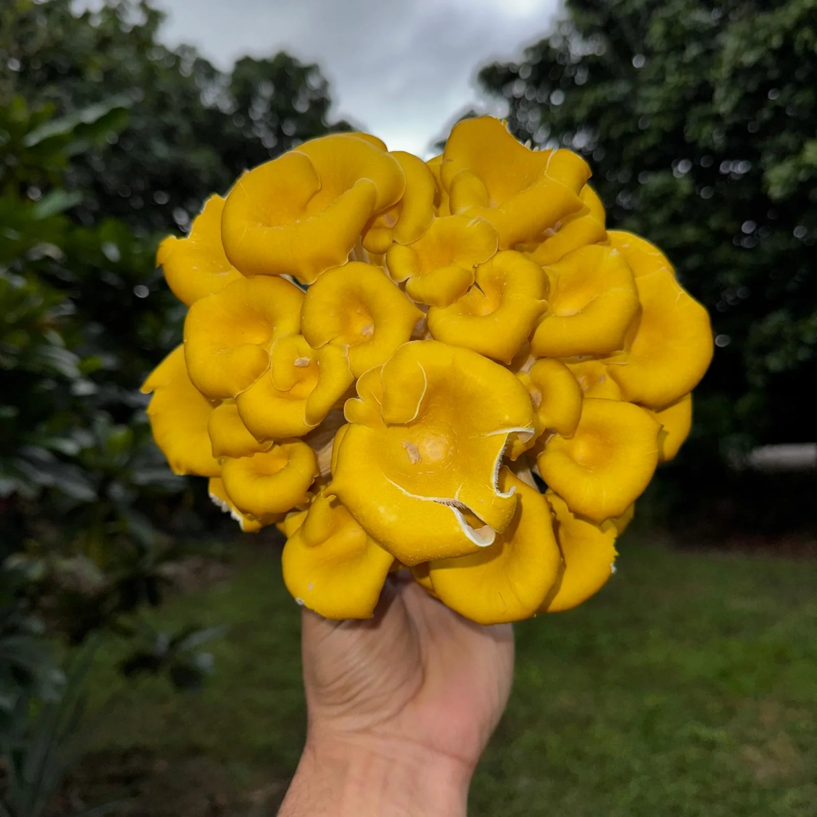 Culinary Mushroom Variety Box - Image 5