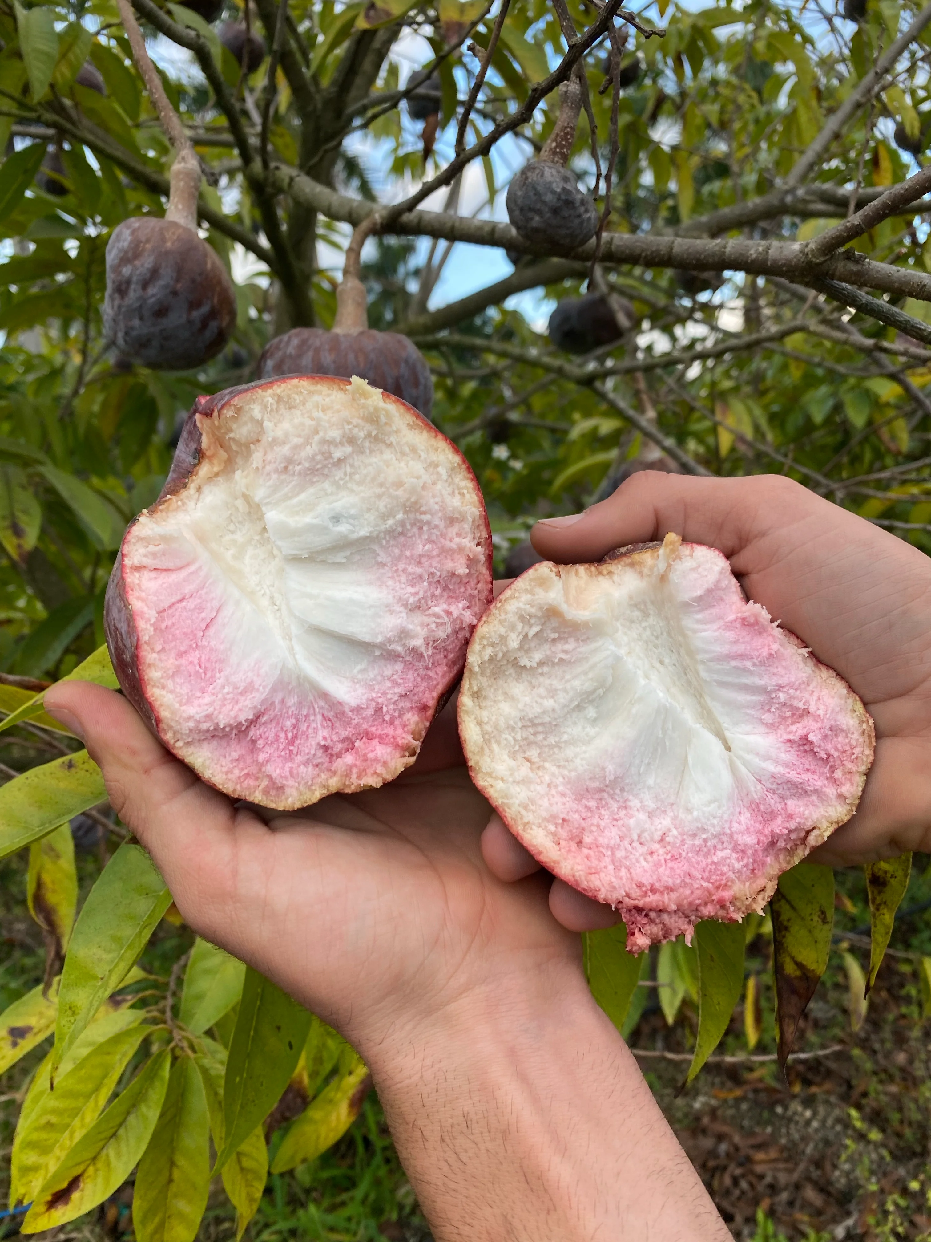 Custard Apple *Pre-Order* - Image 11