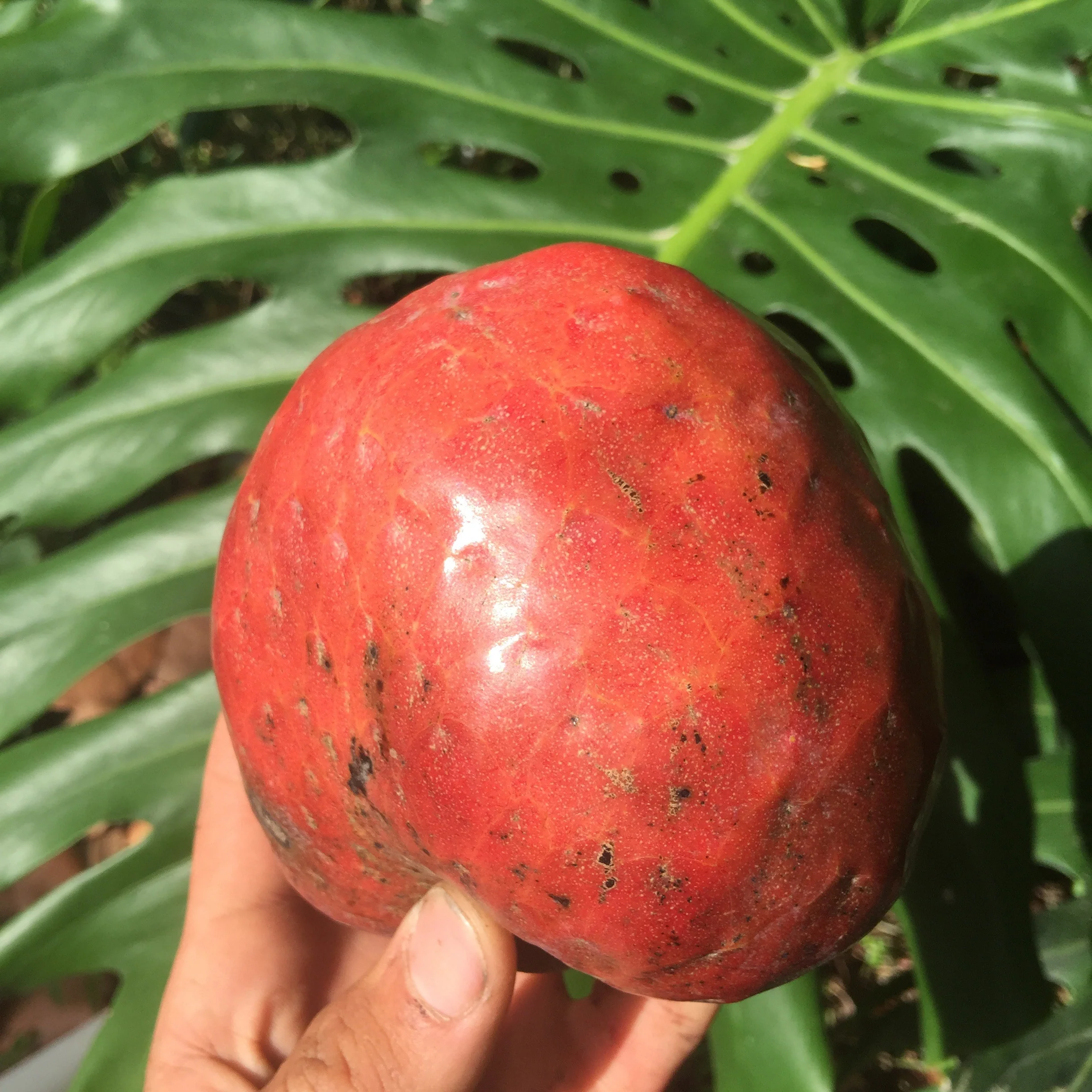 Custard Apple *Pre-Order* - Image 12