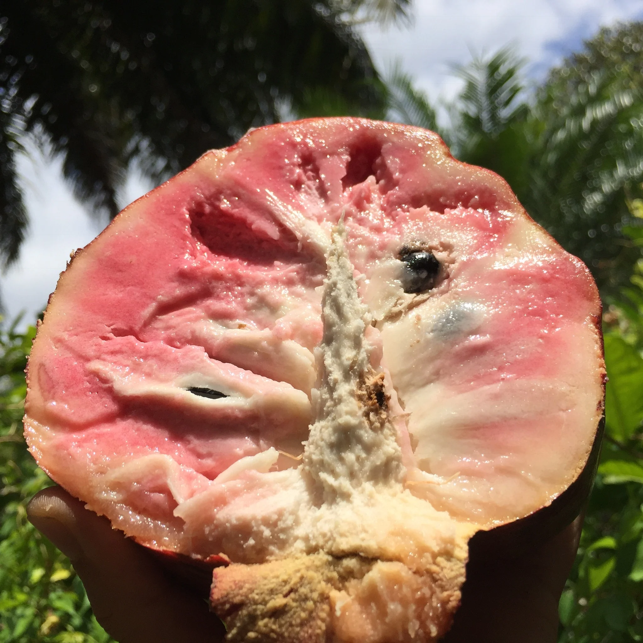 Custard Apple *Pre-Order* - Image 21