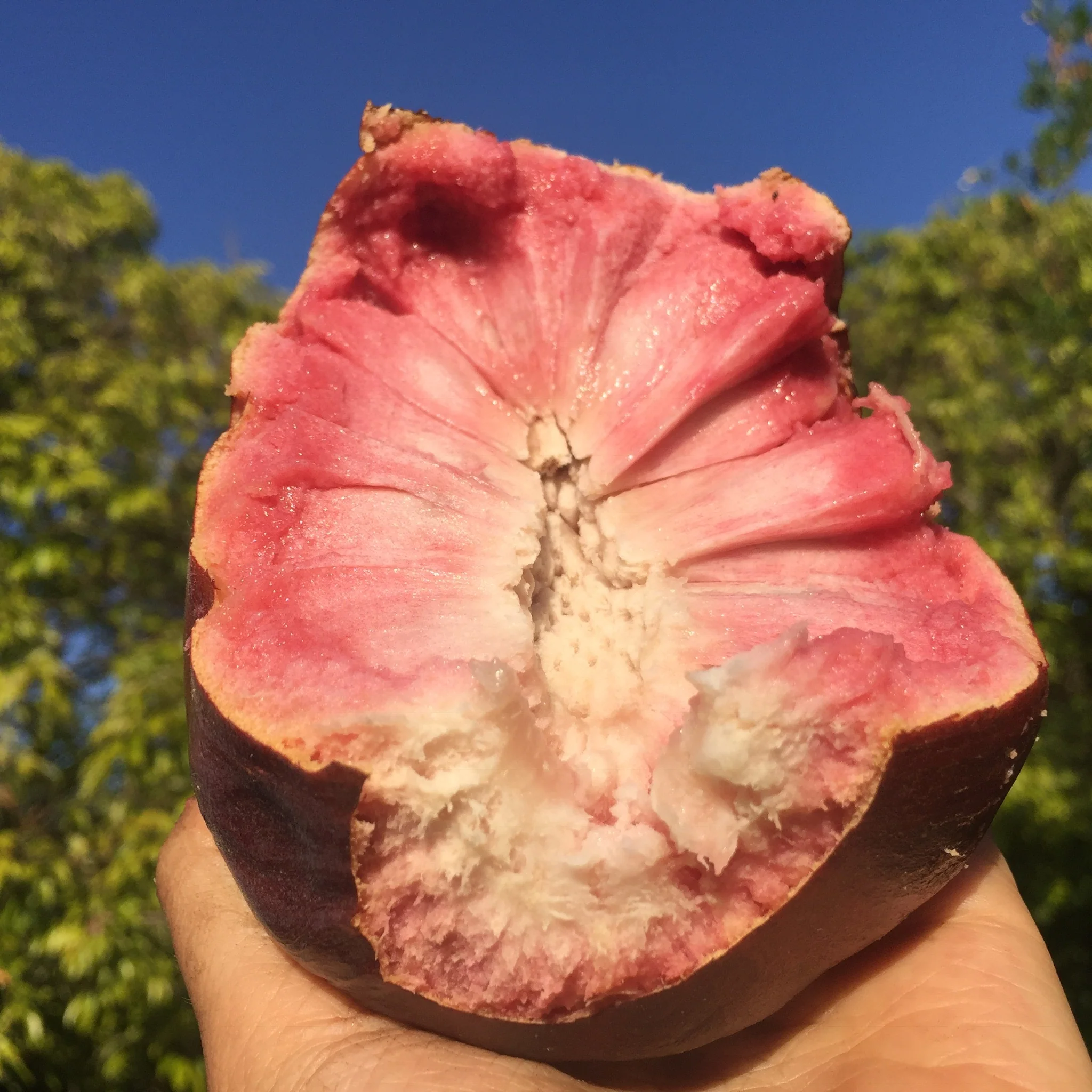 Custard Apple *Pre-Order* - Image 22