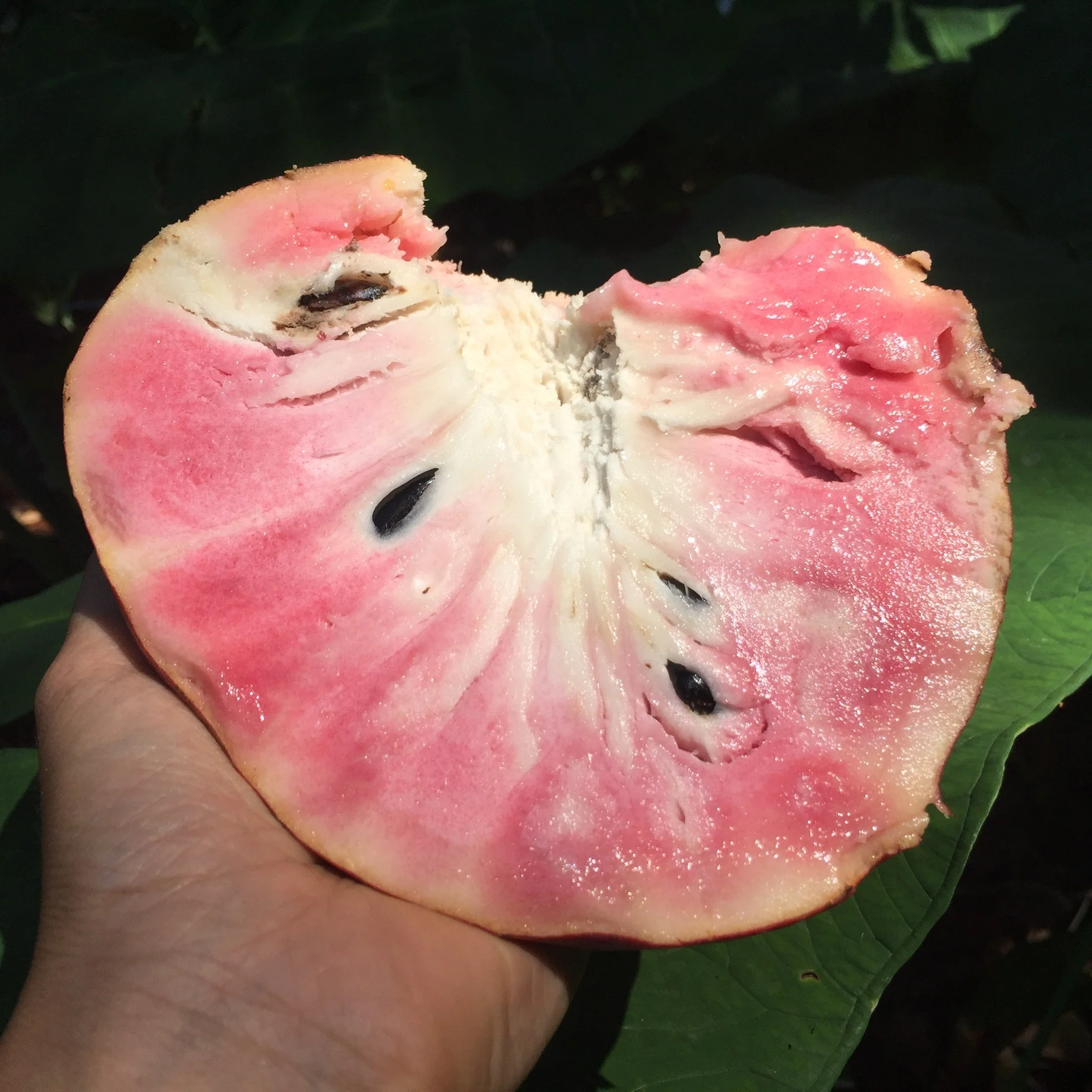Custard Apple *Pre-Order* - Image 7