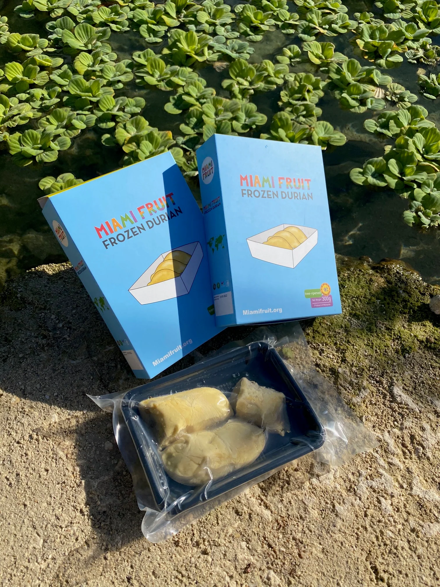 Sultan King (D24) Durian Trays *Pre-Order* - Image 3