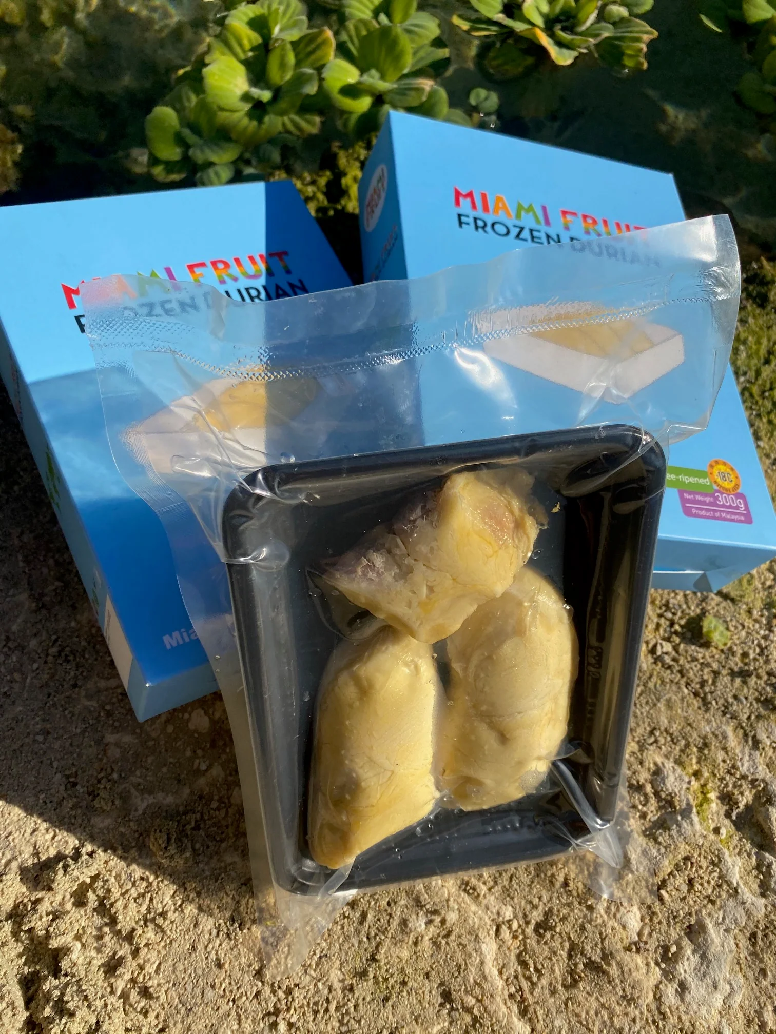 Sultan King (D24) Durian Trays *Pre-Order* - Image 9