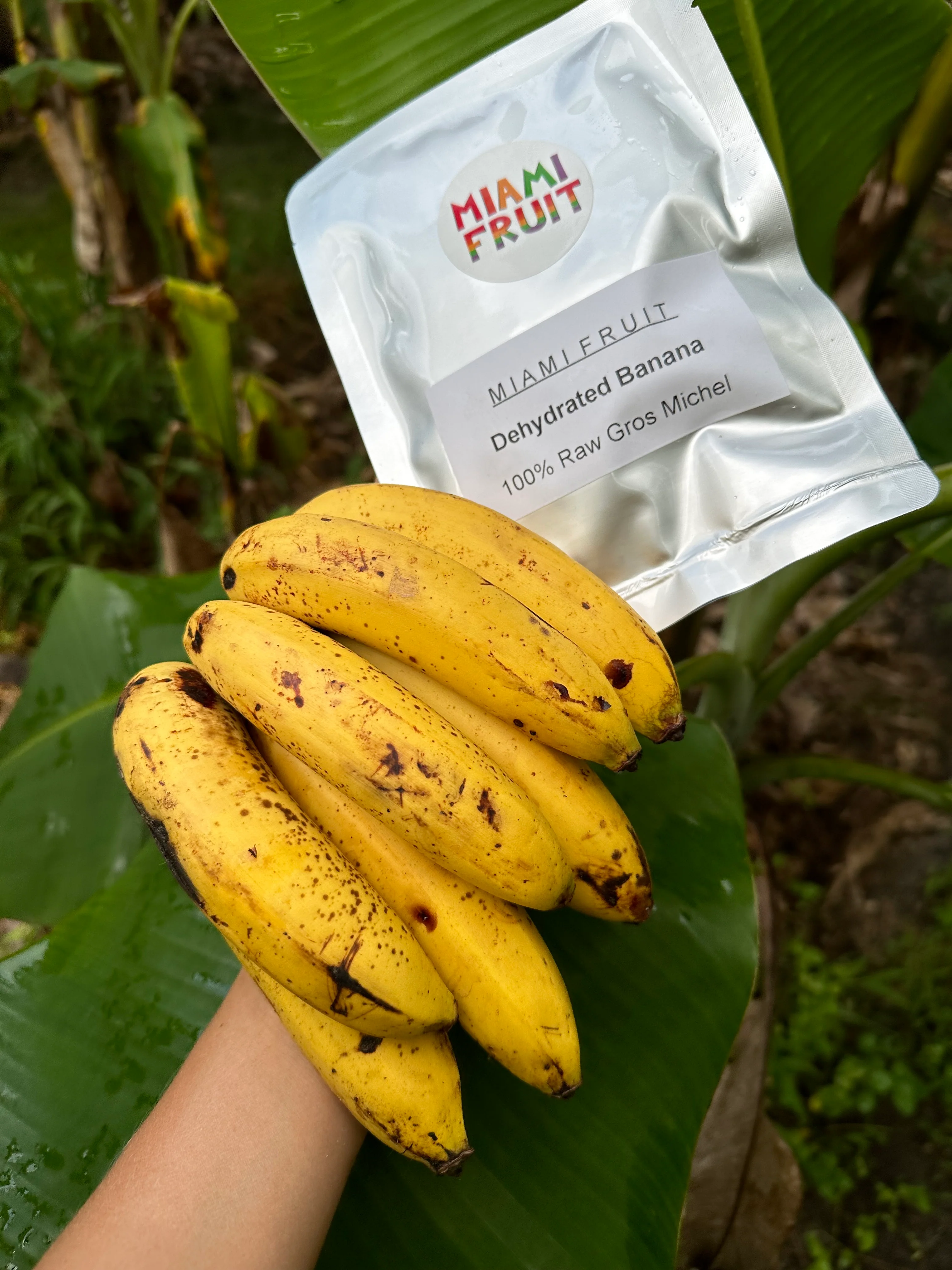Dehydrated Gros Michel Banana - Image 3